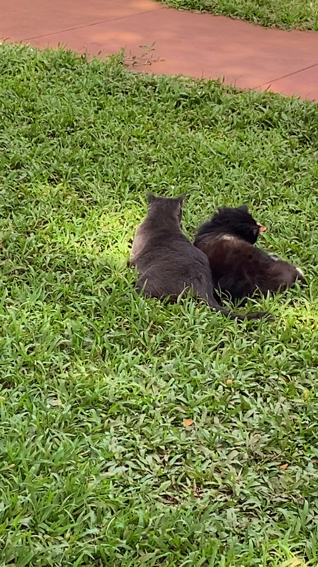Leilani Farm Sanctuary Haiku