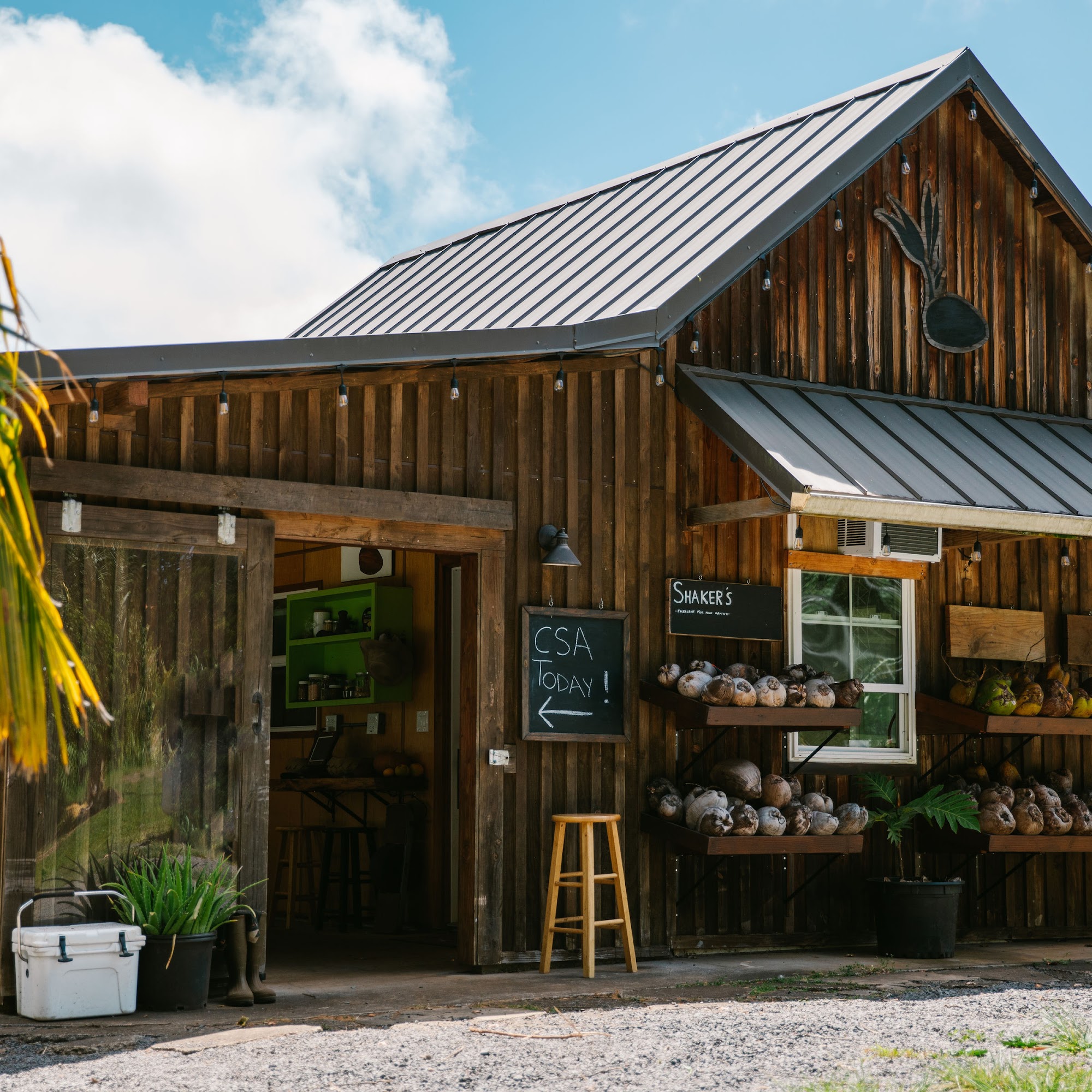 coconut information farm Haiku