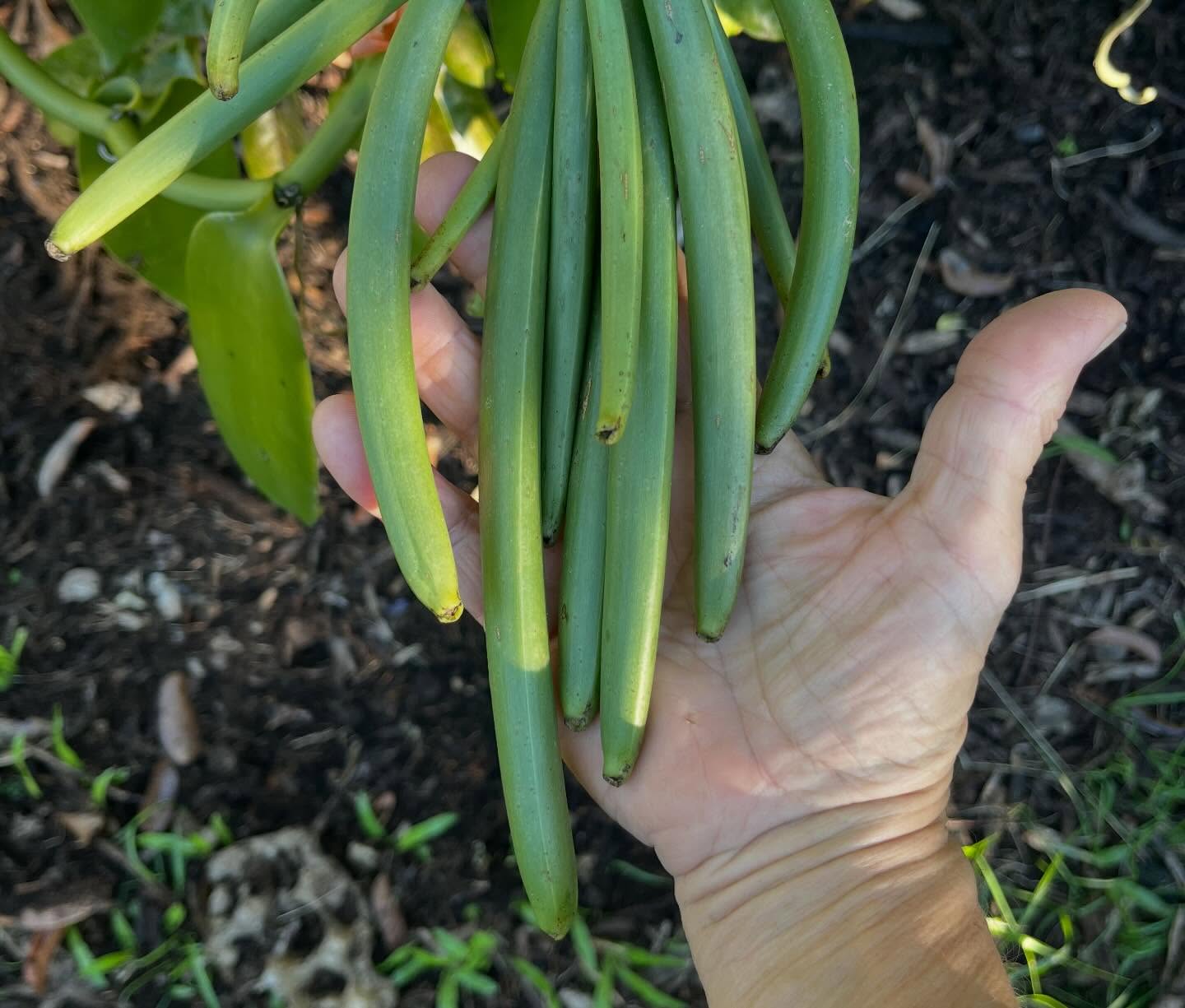 Sweet Cane Cafe Hilo