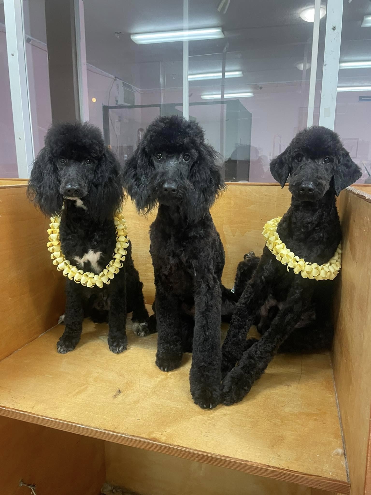 Downtown Dogs Hilo Hilo