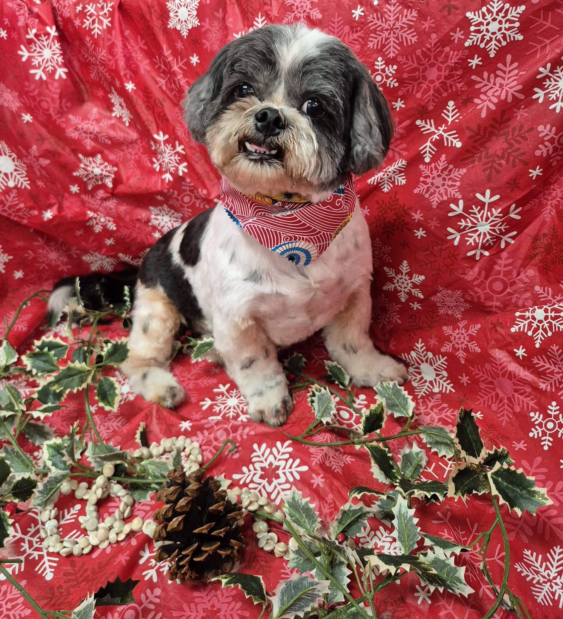 Downtown Dogs Hilo Hilo