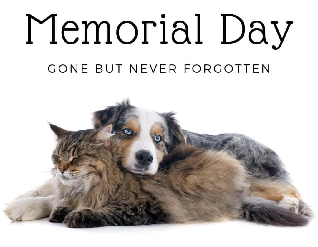 Aloha Veterinary Center Hilo