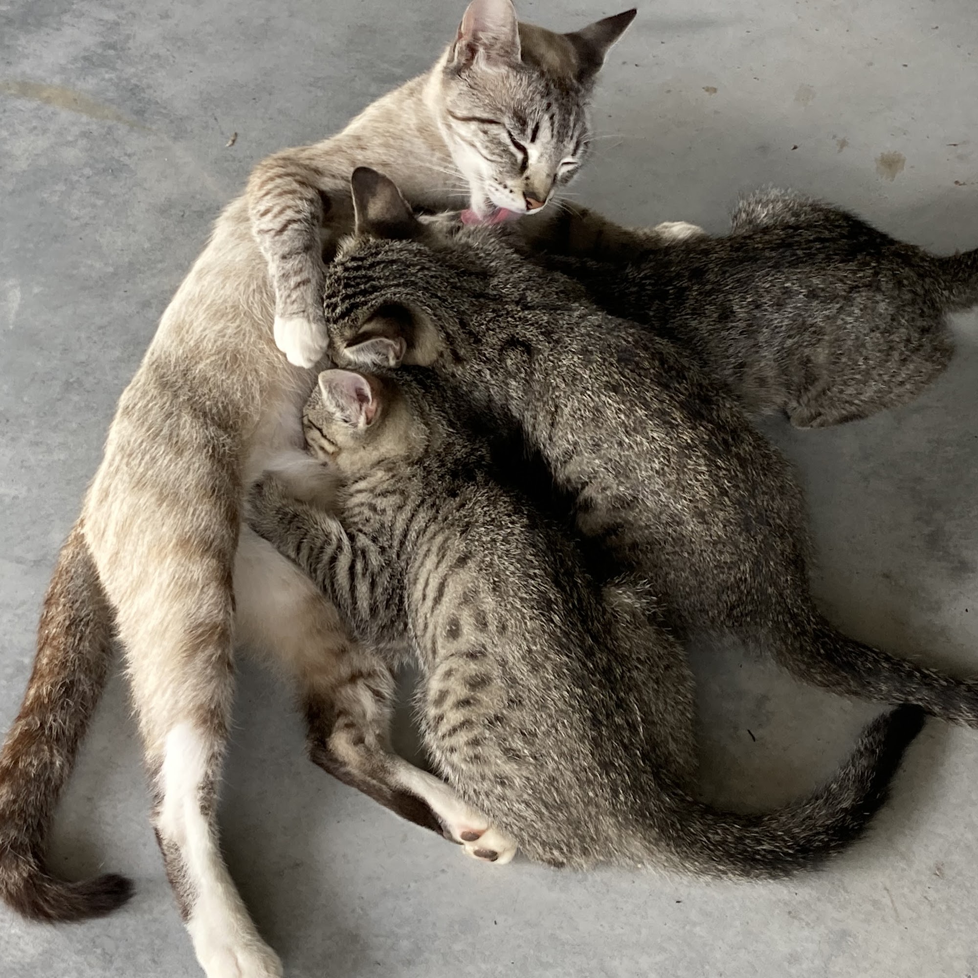 Good Karma Spay and Neuter Clinic Hilo