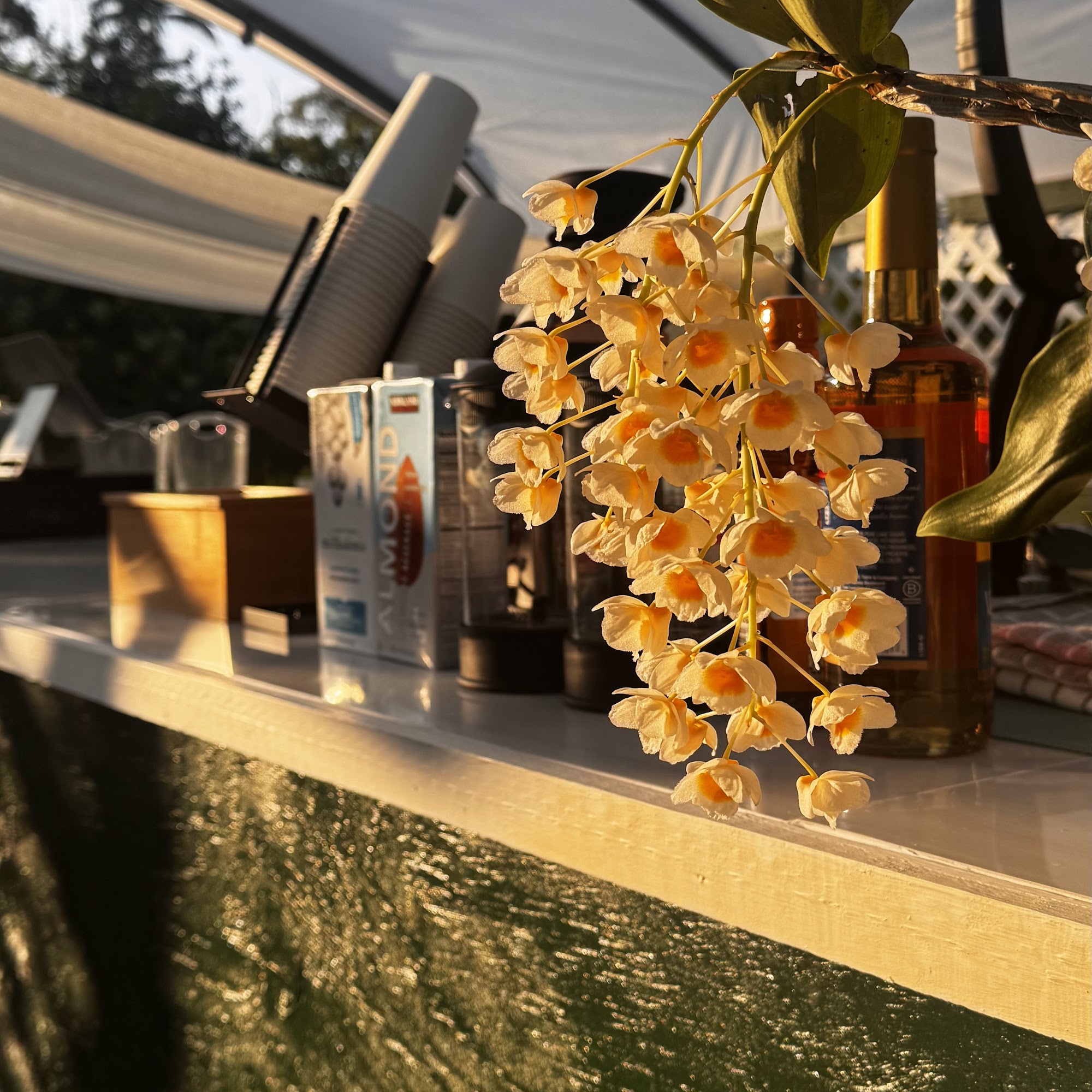 Jungle Mist Orchids Hilo