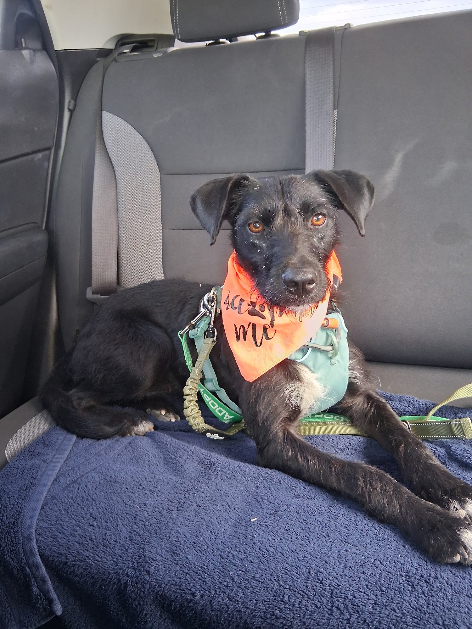 Hawai‘i Island Humane Society Holualoa