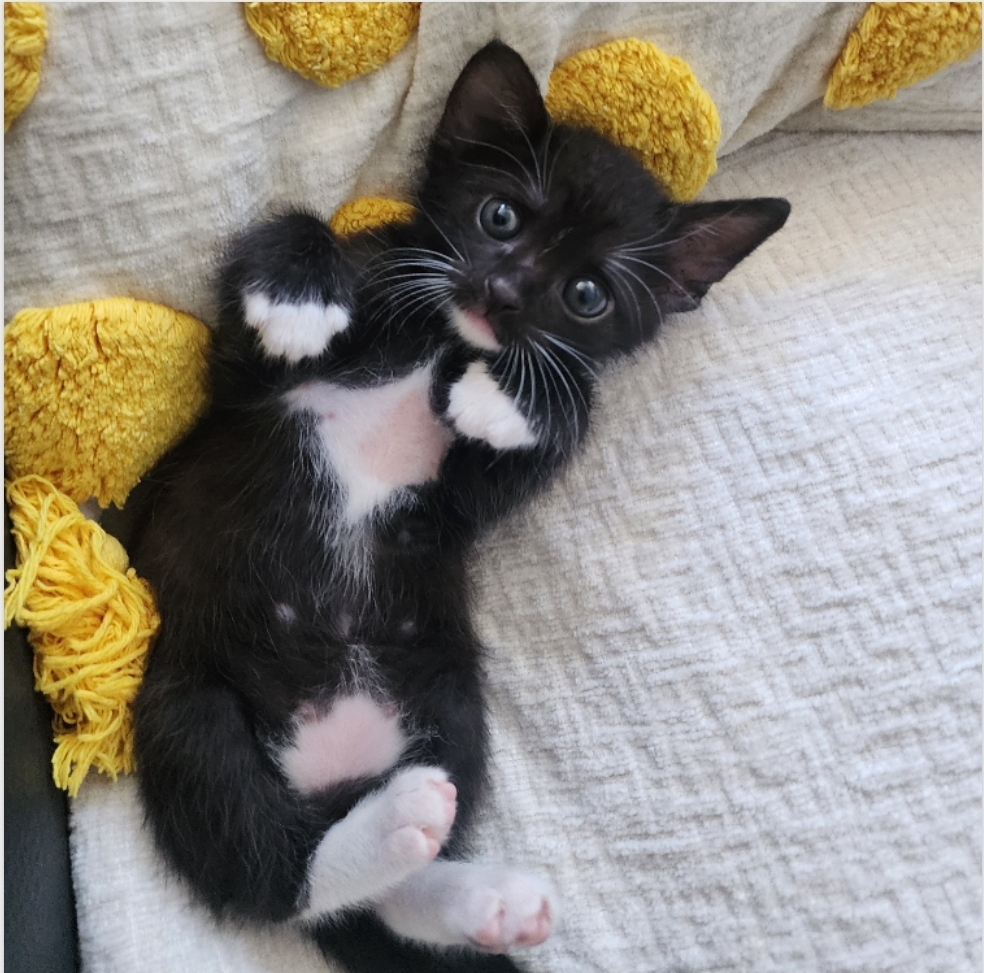 Kakaako Pet Hospital Honolulu