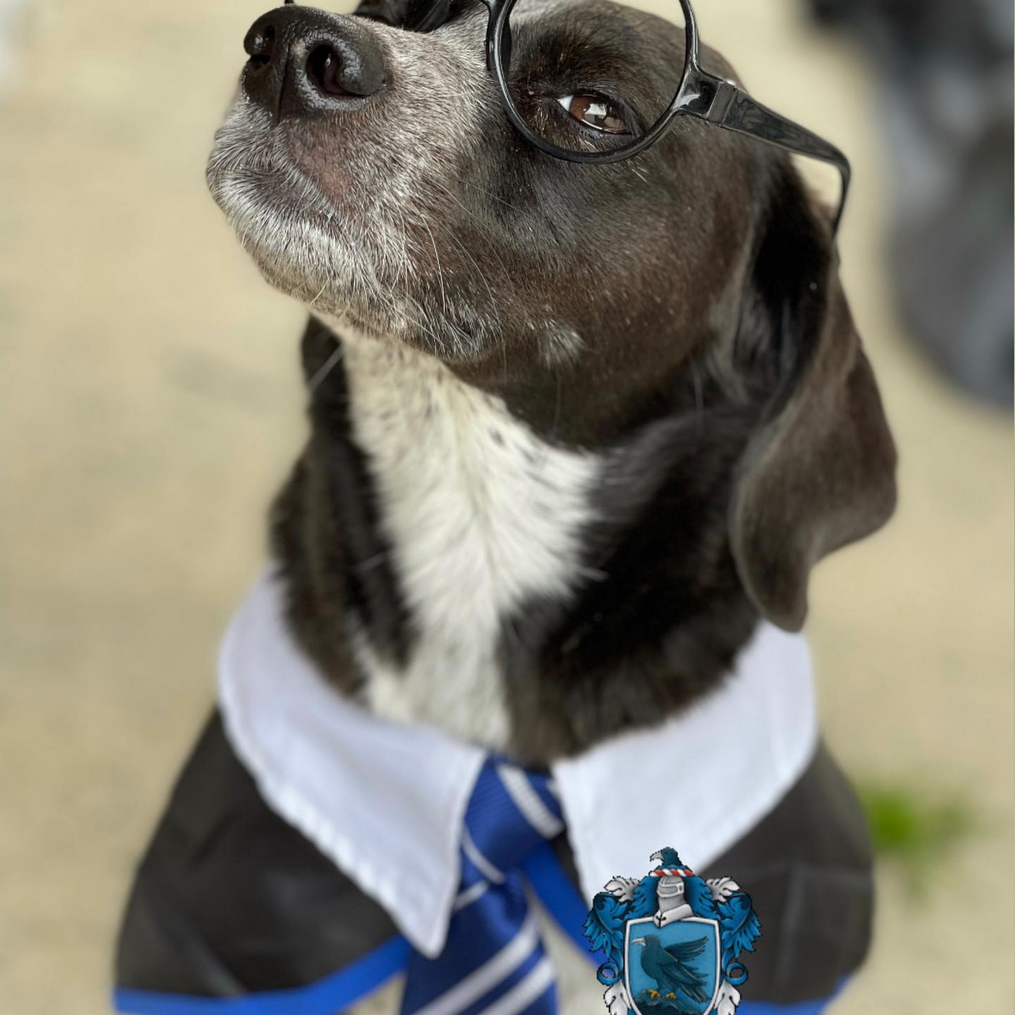 Kakaako Pet Hospital Honolulu