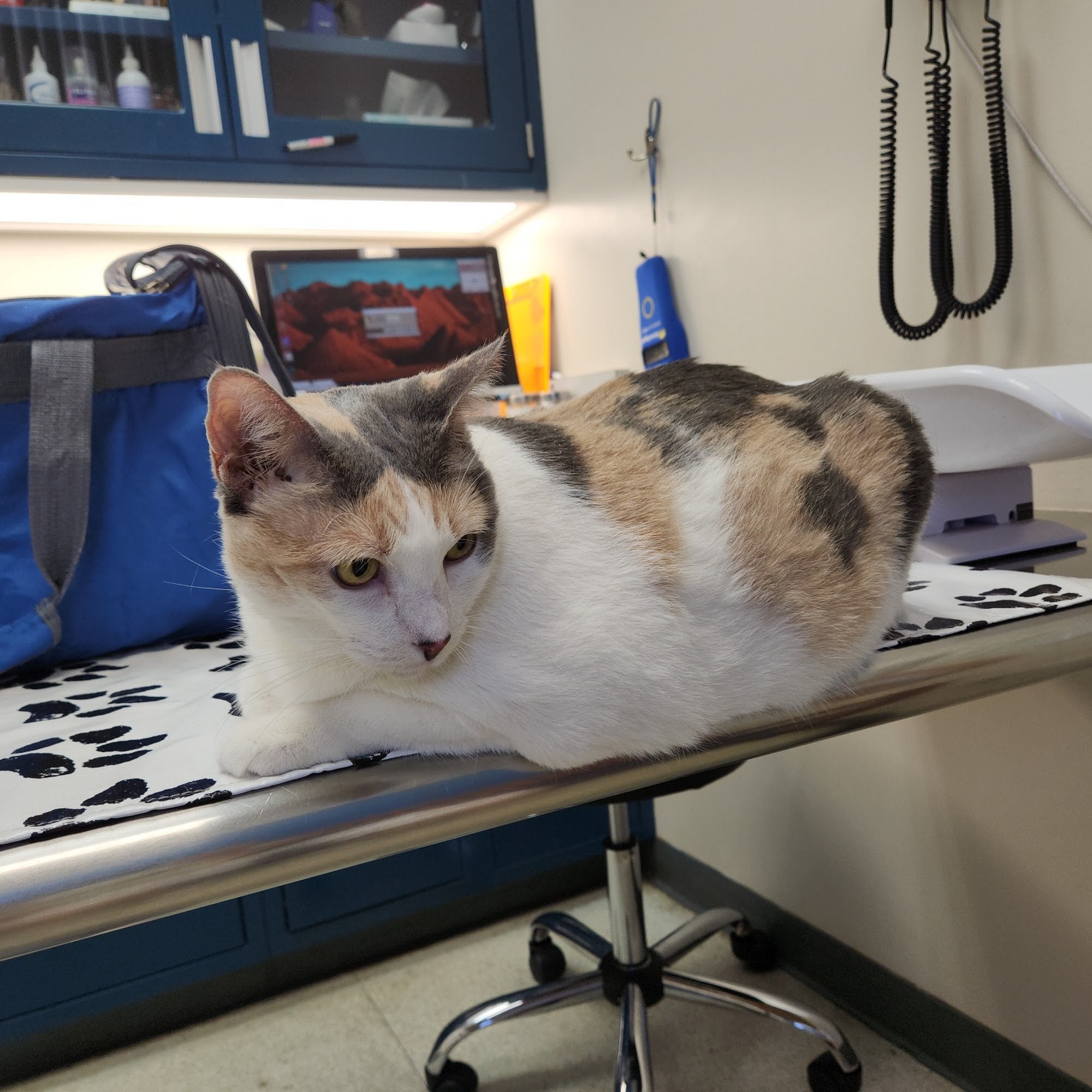 King Street Pet Hospital Honolulu