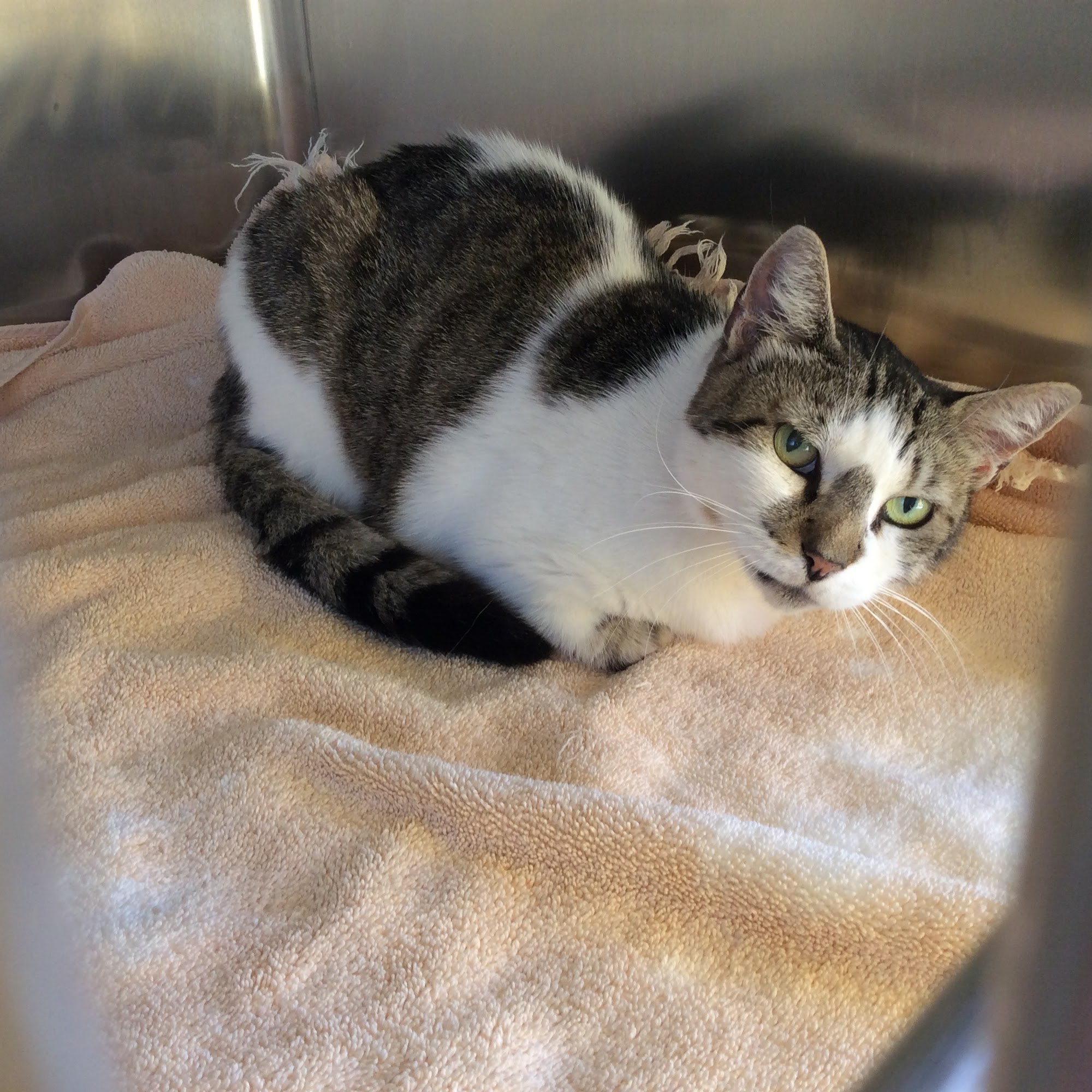 Purradise Cat Care, Inc. Honolulu