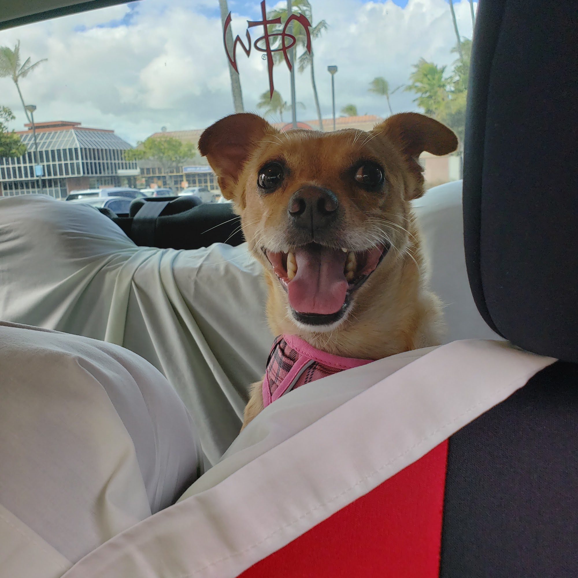 Hawaiʻi Kai Veterinary Clinic Honolulu