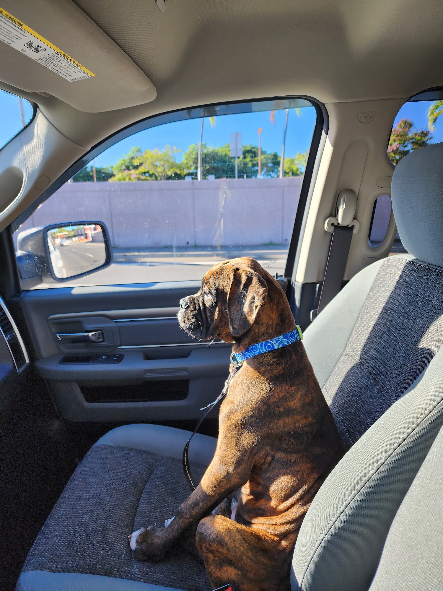 PetVet Animal Hospital Honolulu