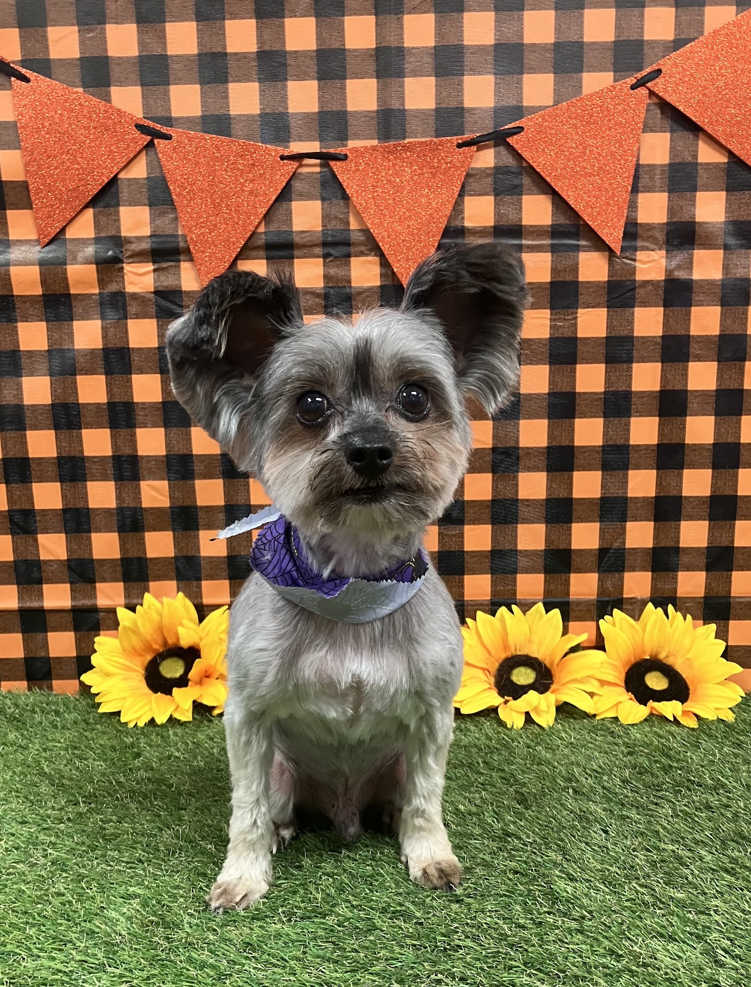 The Itchy Pooch Salon Honolulu