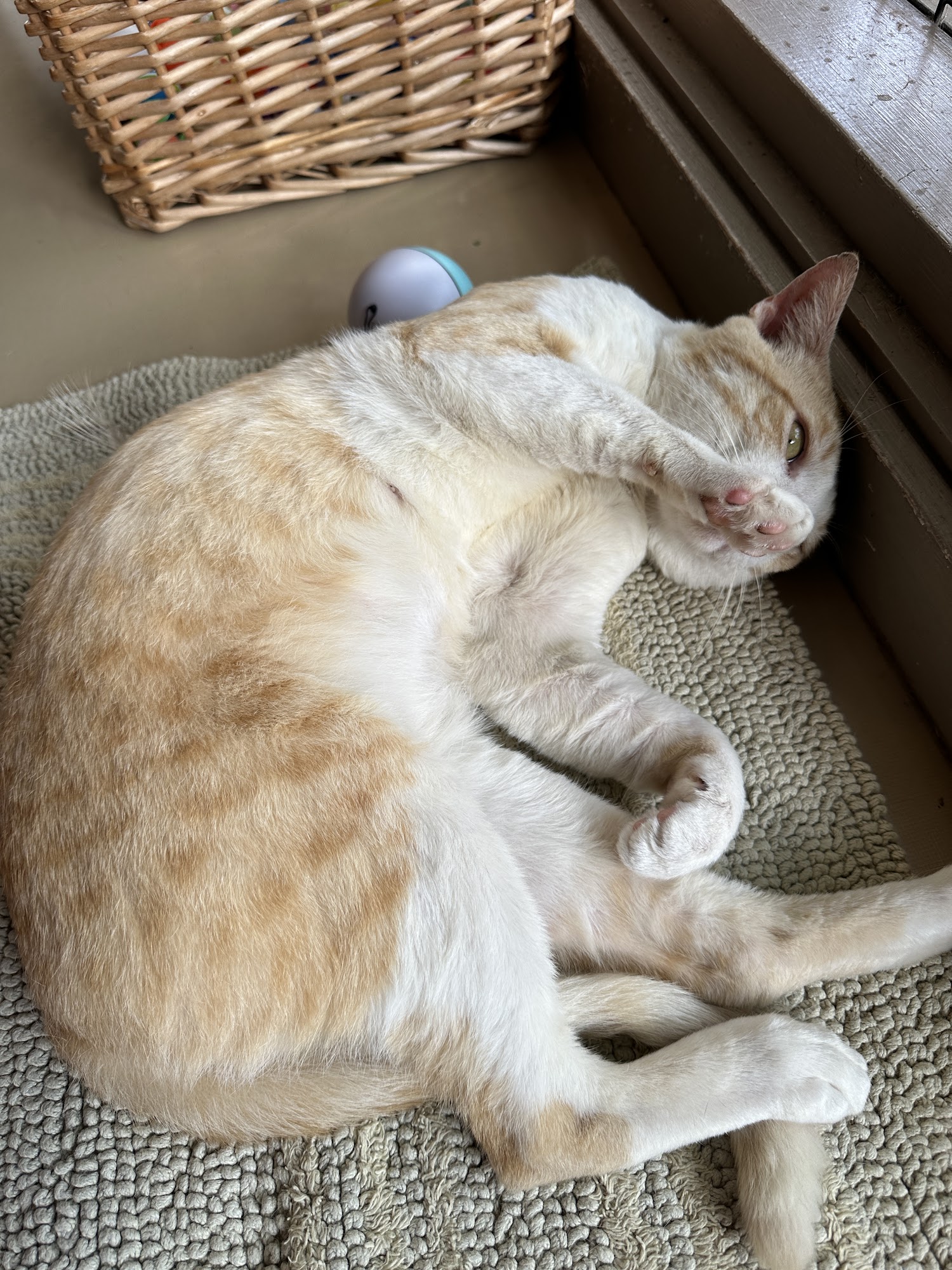 Hawaiian Humane Society Honolulu