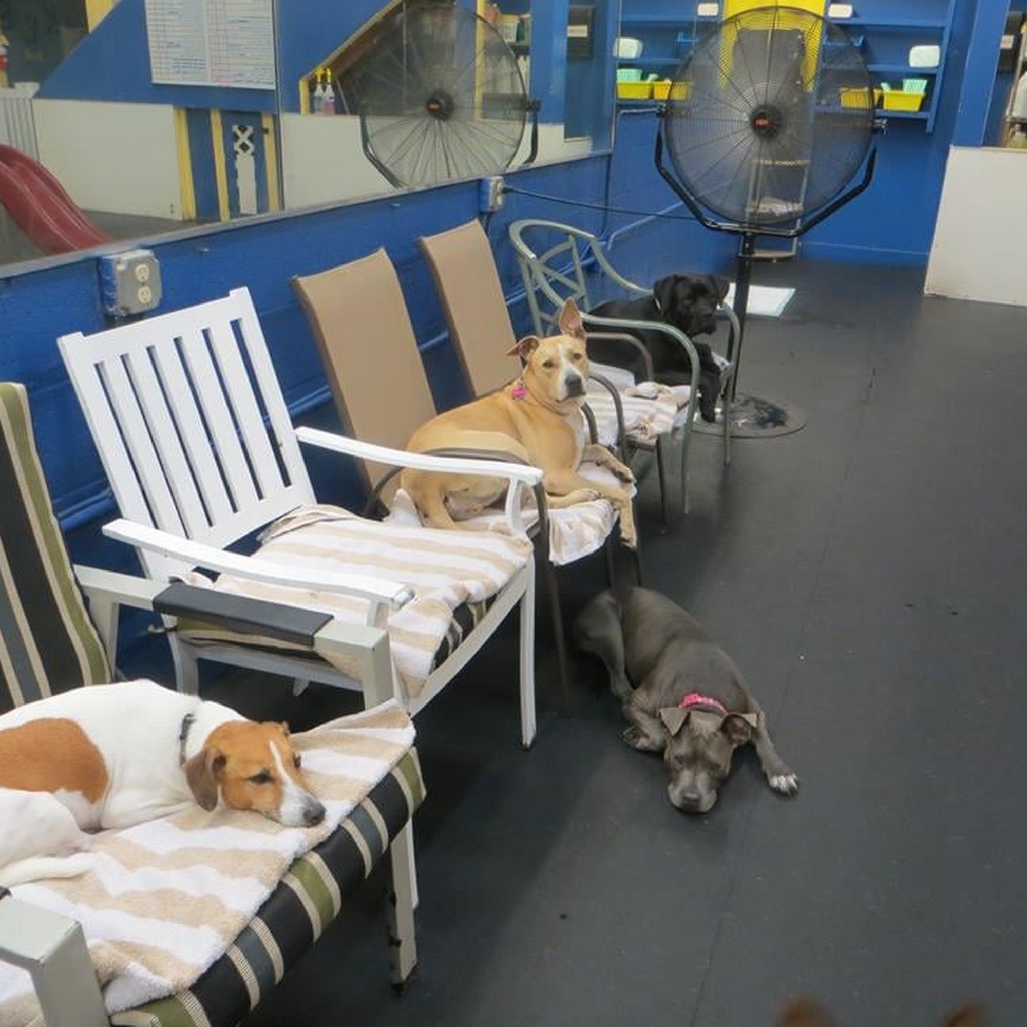 Ohana Doggie Day Care & Spa Honolulu