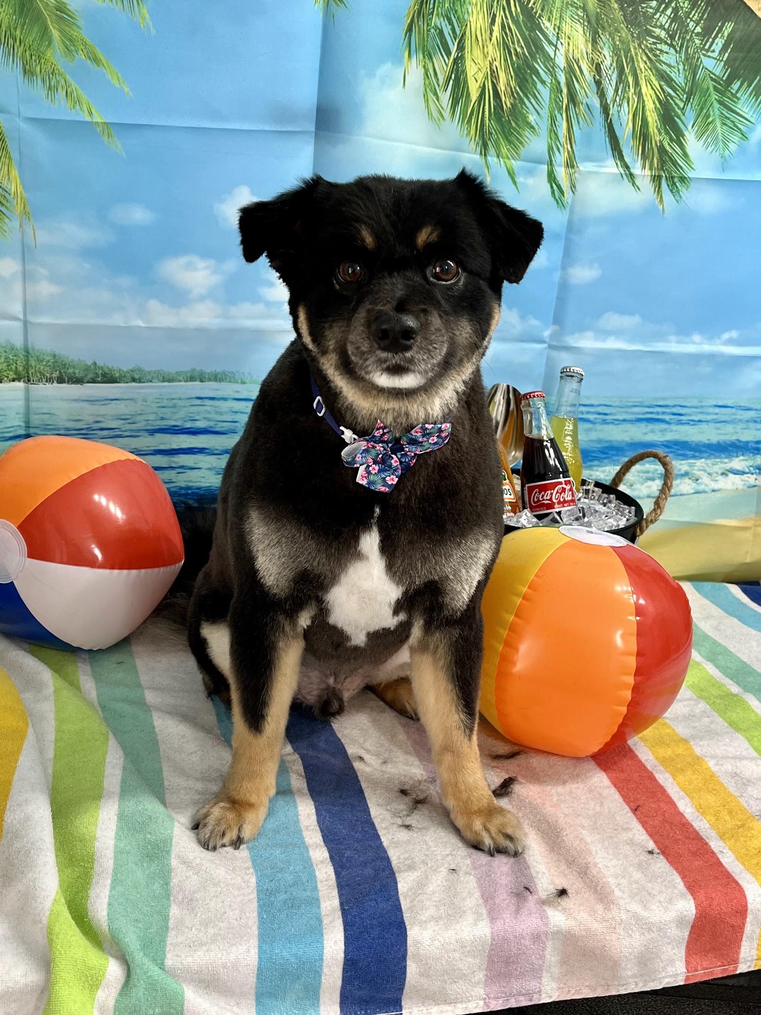 New Breeze Dog Salon Honolulu