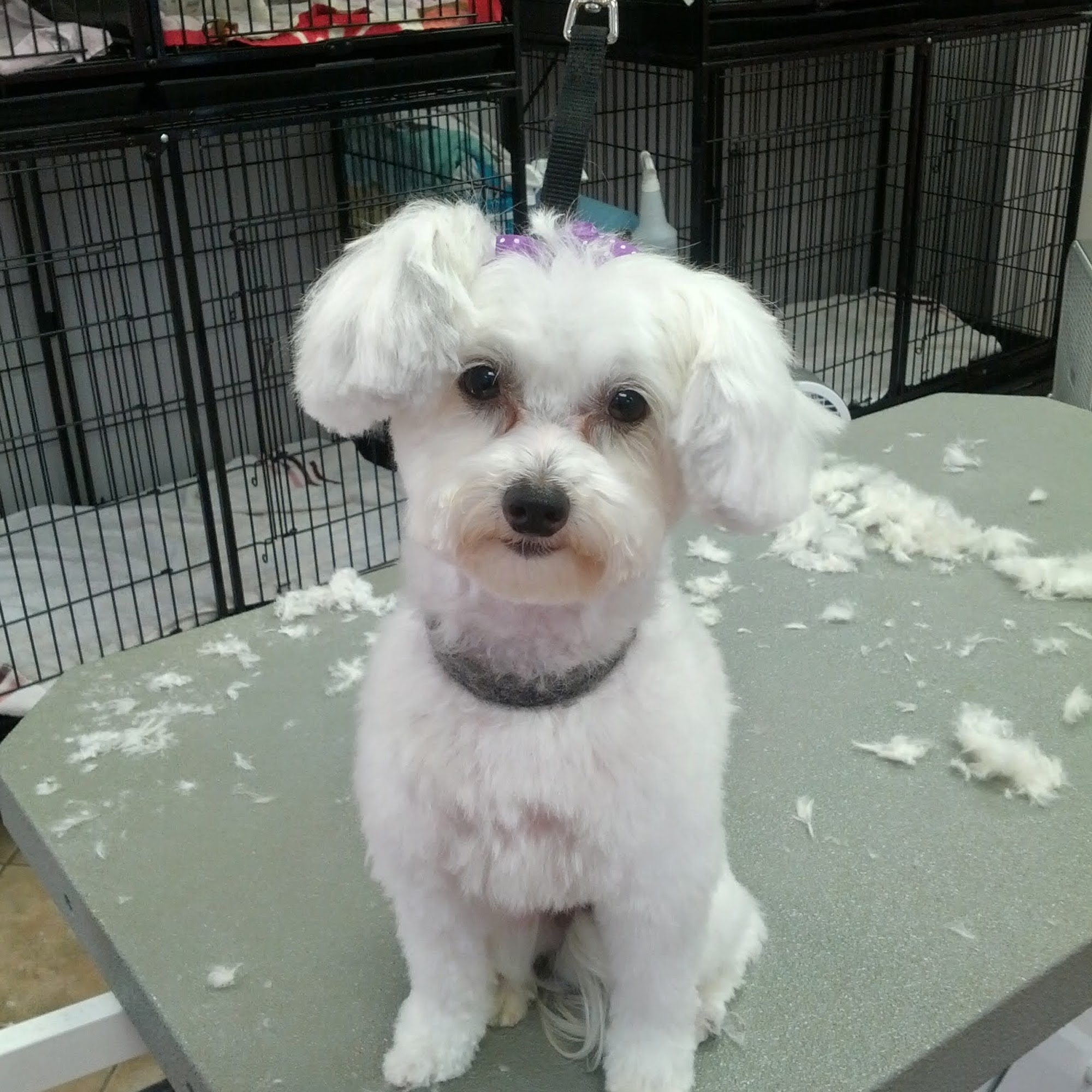 Honolulu Dog Spa Honolulu