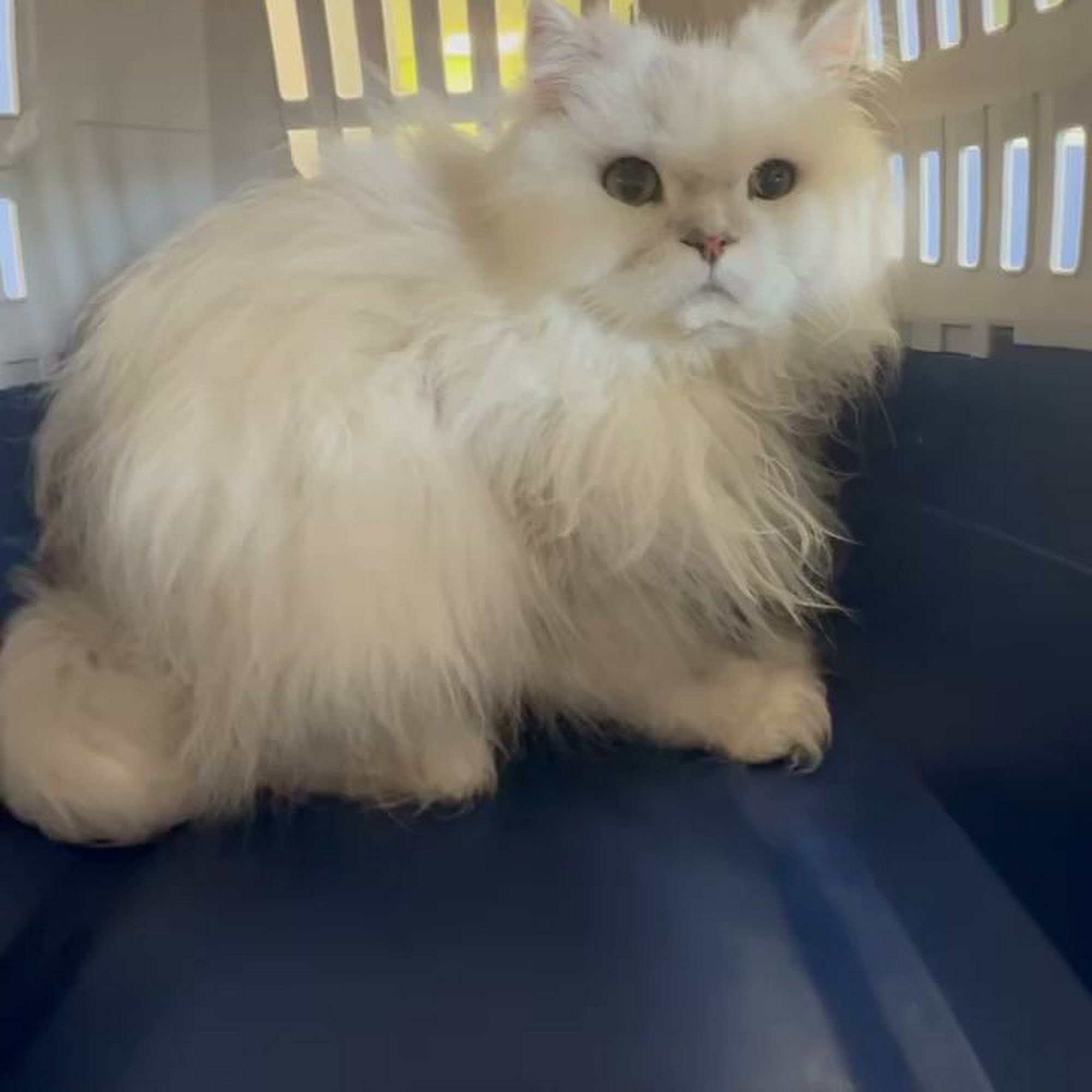 Pacific Paws Pet Salon at the Aina Haina Shopping Center Honolulu