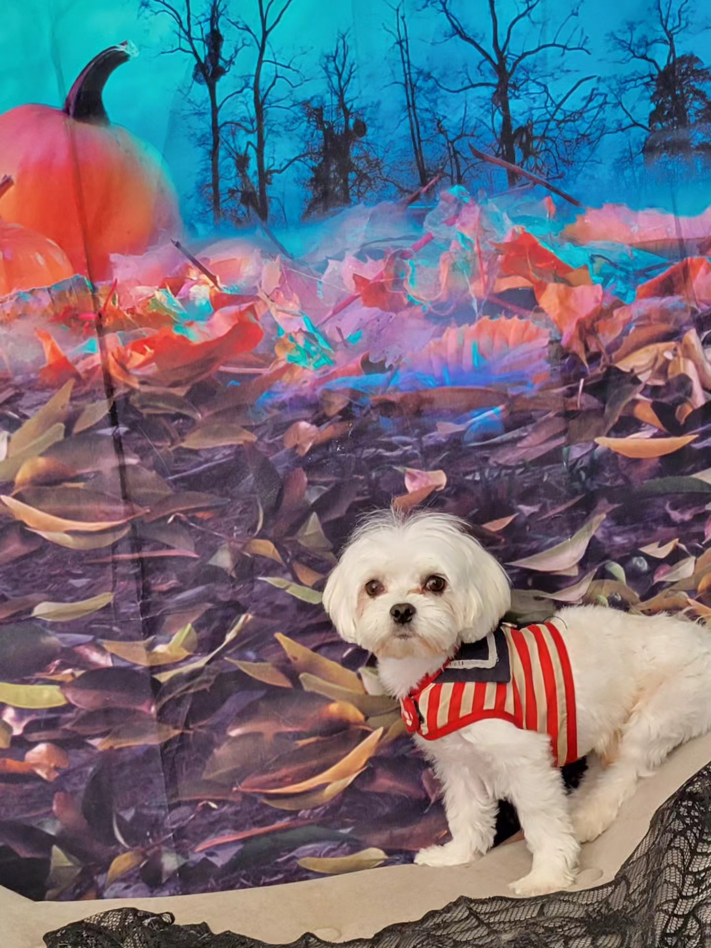 All Dogs Grooming Honolulu Honolulu