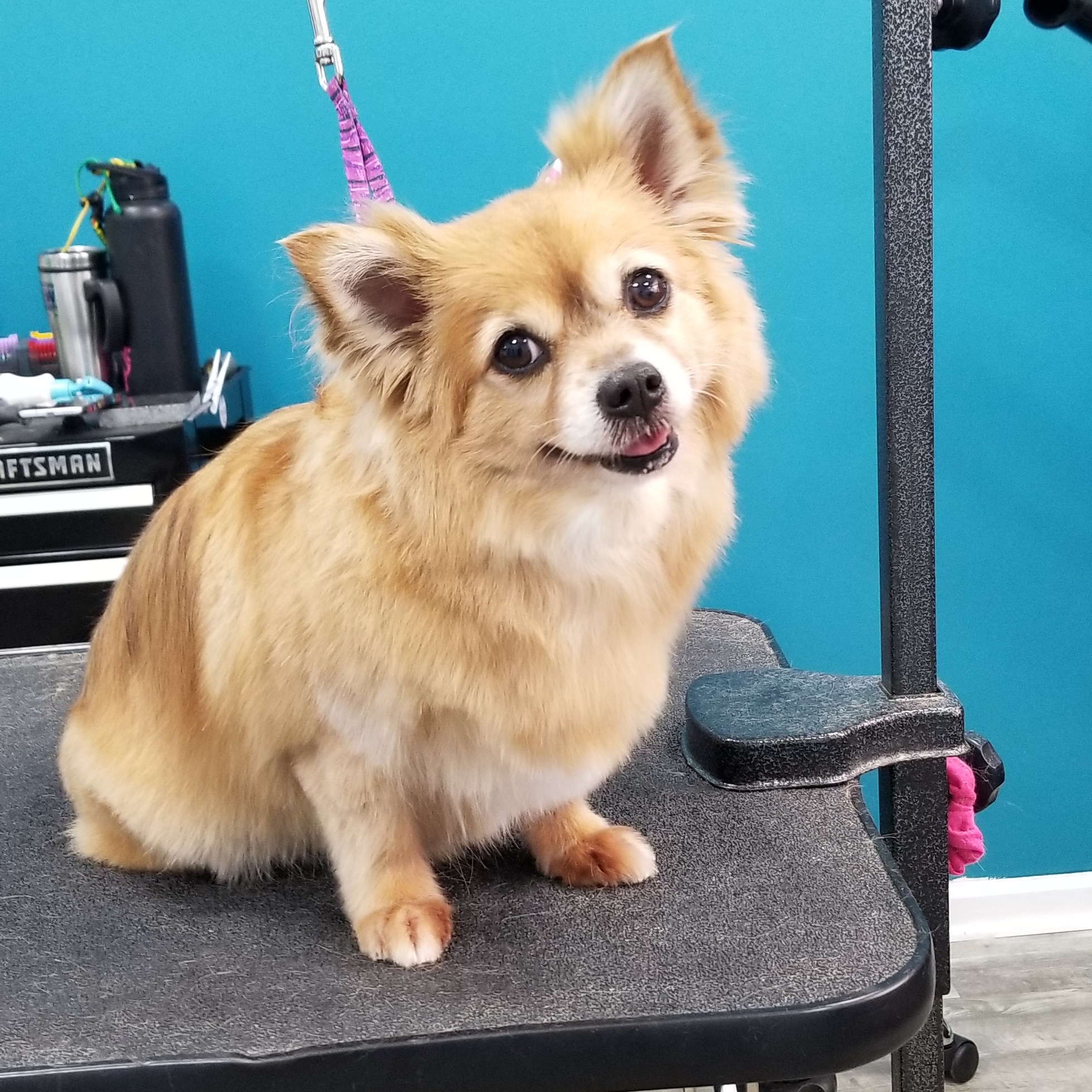 All Dogs Grooming Honolulu Honolulu