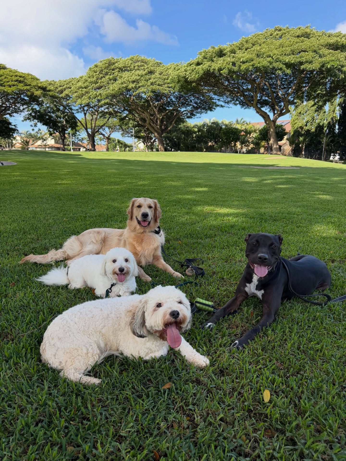 Island Dog Obedience Honolulu