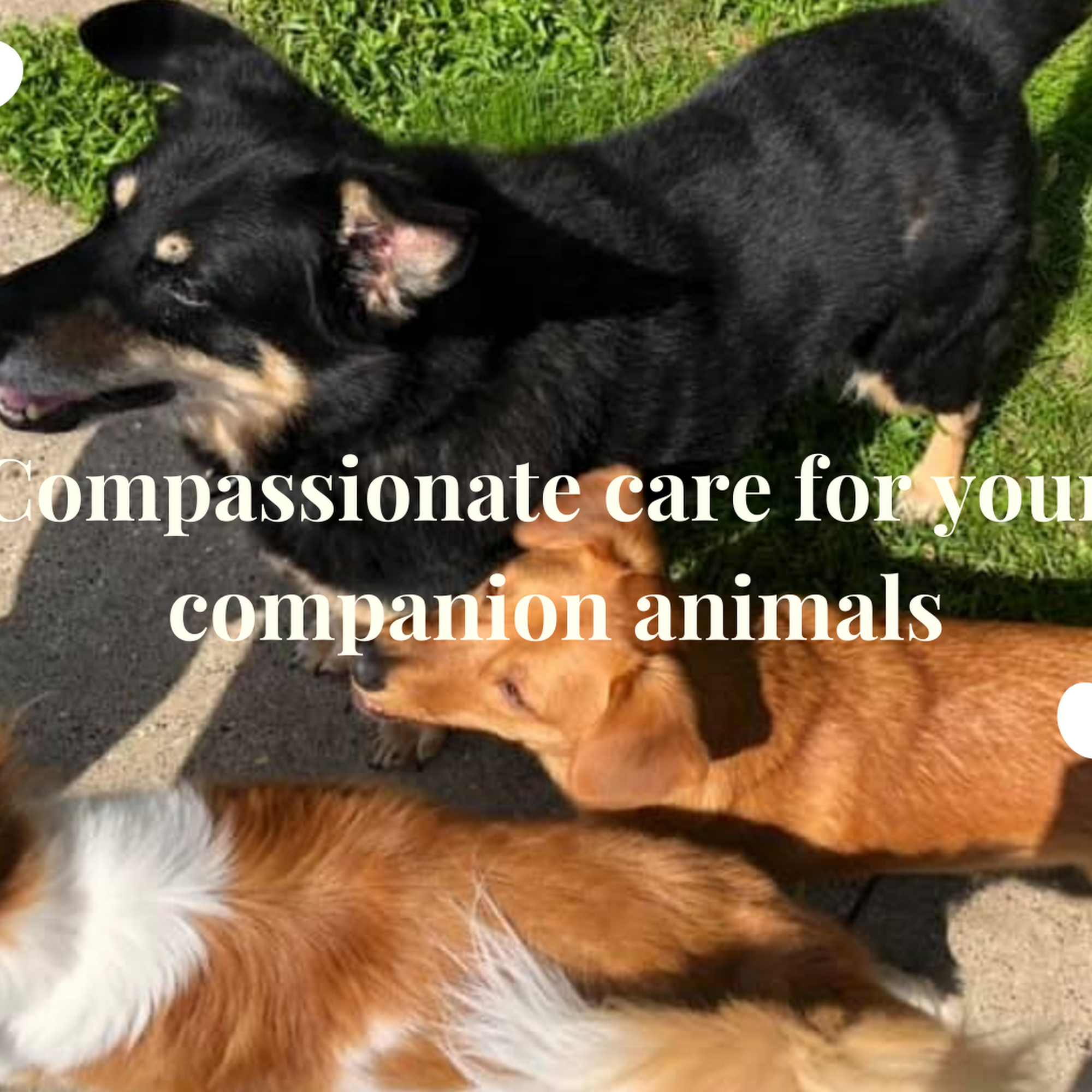 Waikiki Pet Pals Honolulu