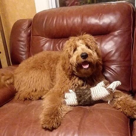 Waikiki Pet Pals Honolulu