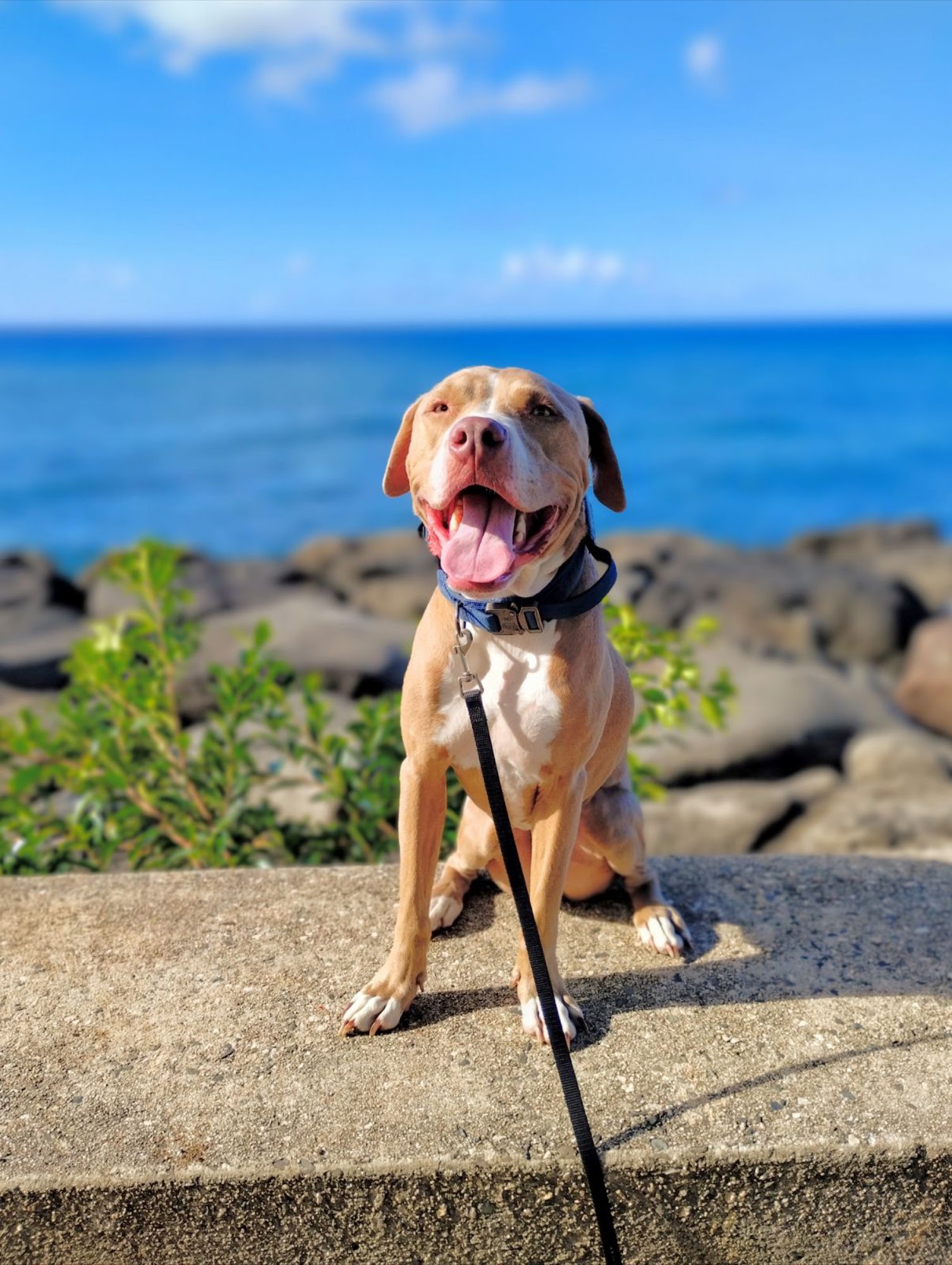 OLK9 HAWAII Honolulu