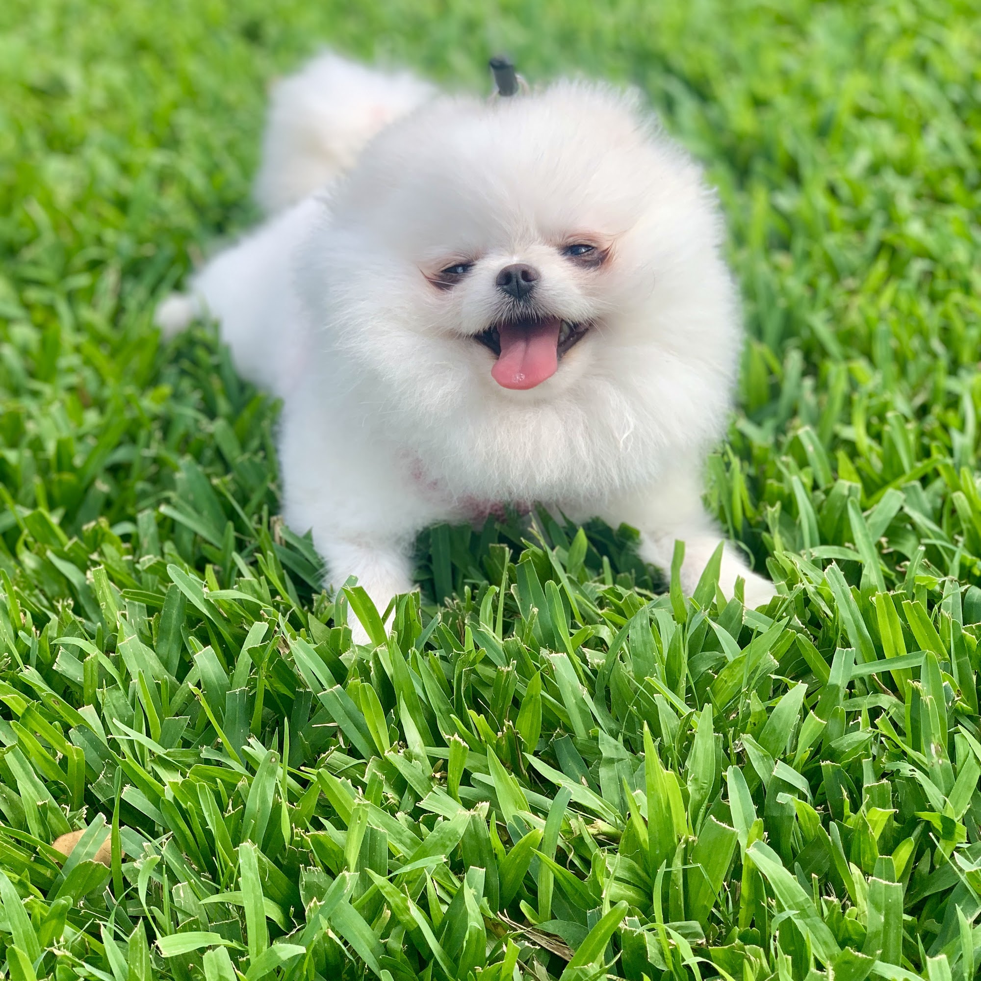 Alii Animal Kahala Clinic Honolulu