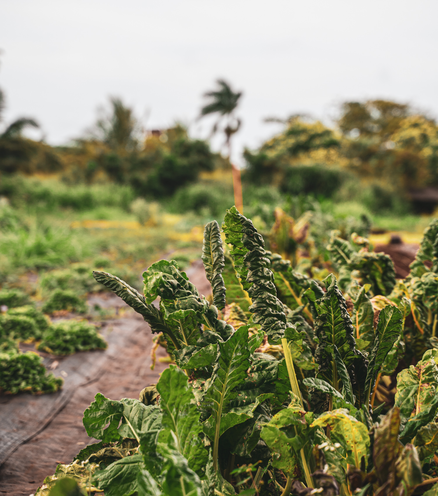 The Country Eatery Kahuku