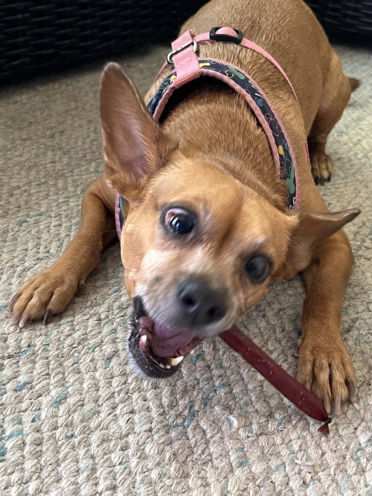 Club Pet Eco Spa Maui Kahului