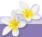 Quest Dental Provider on Maui