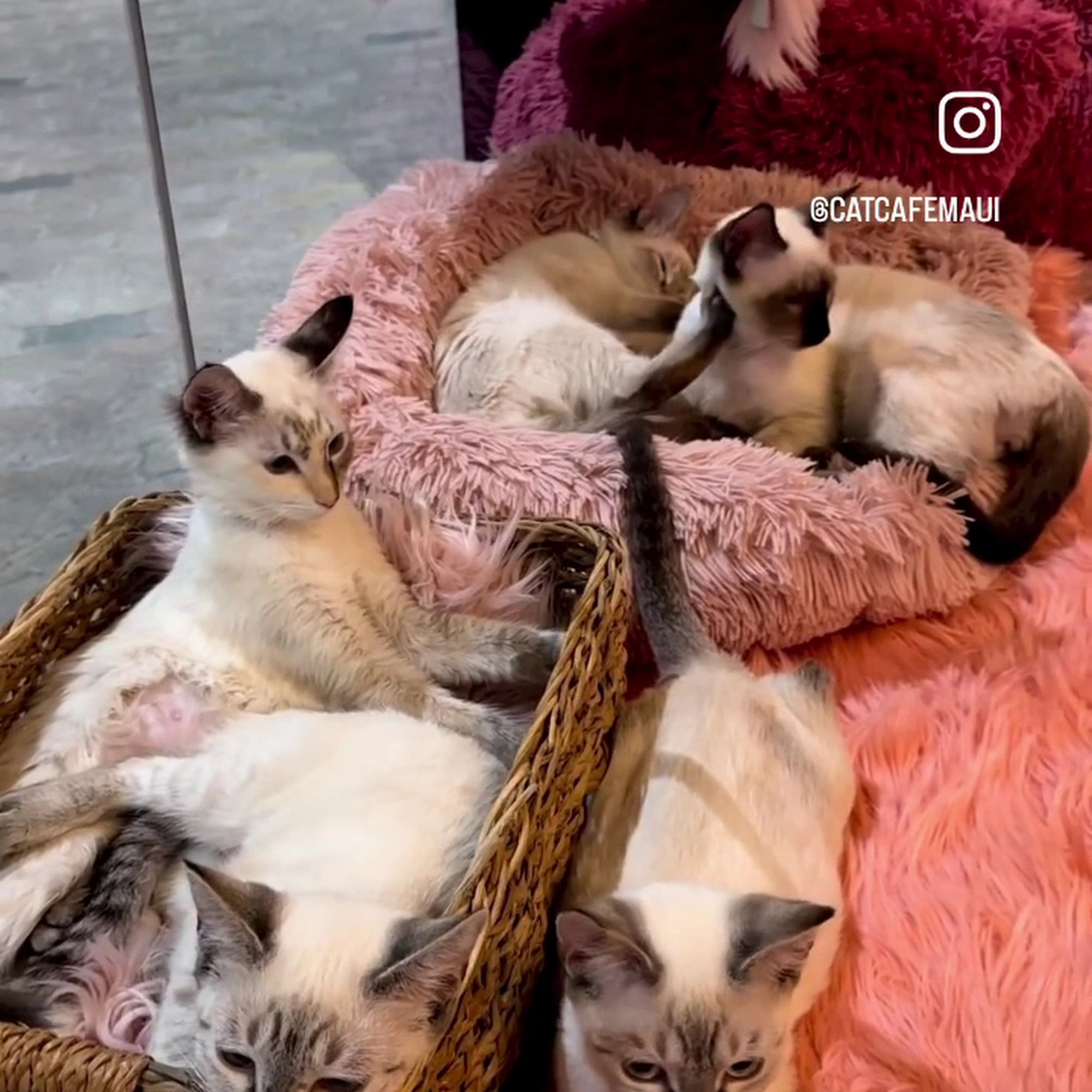 Cat Cafe Maui Kahului