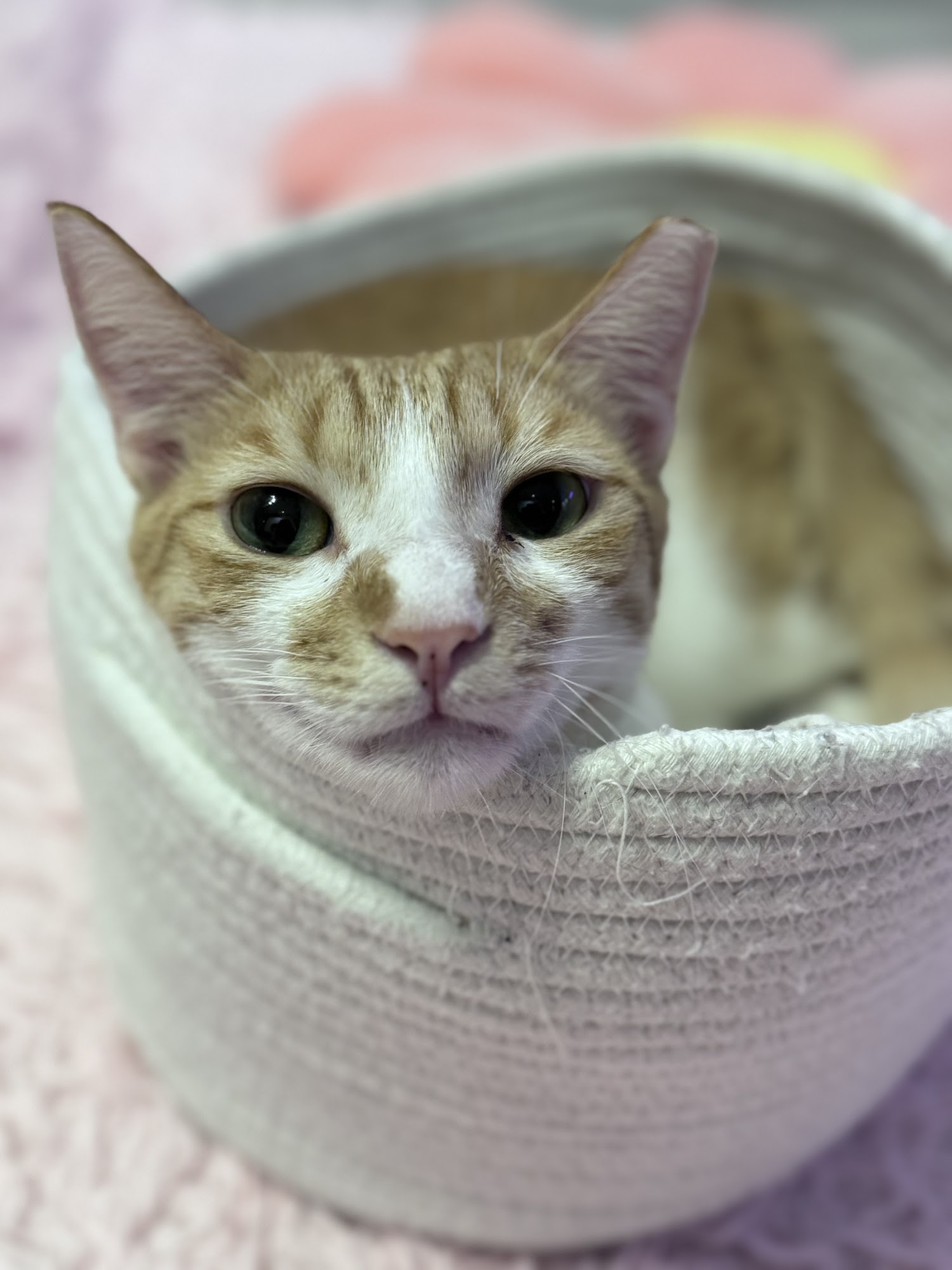 Cat Cafe Maui Kahului