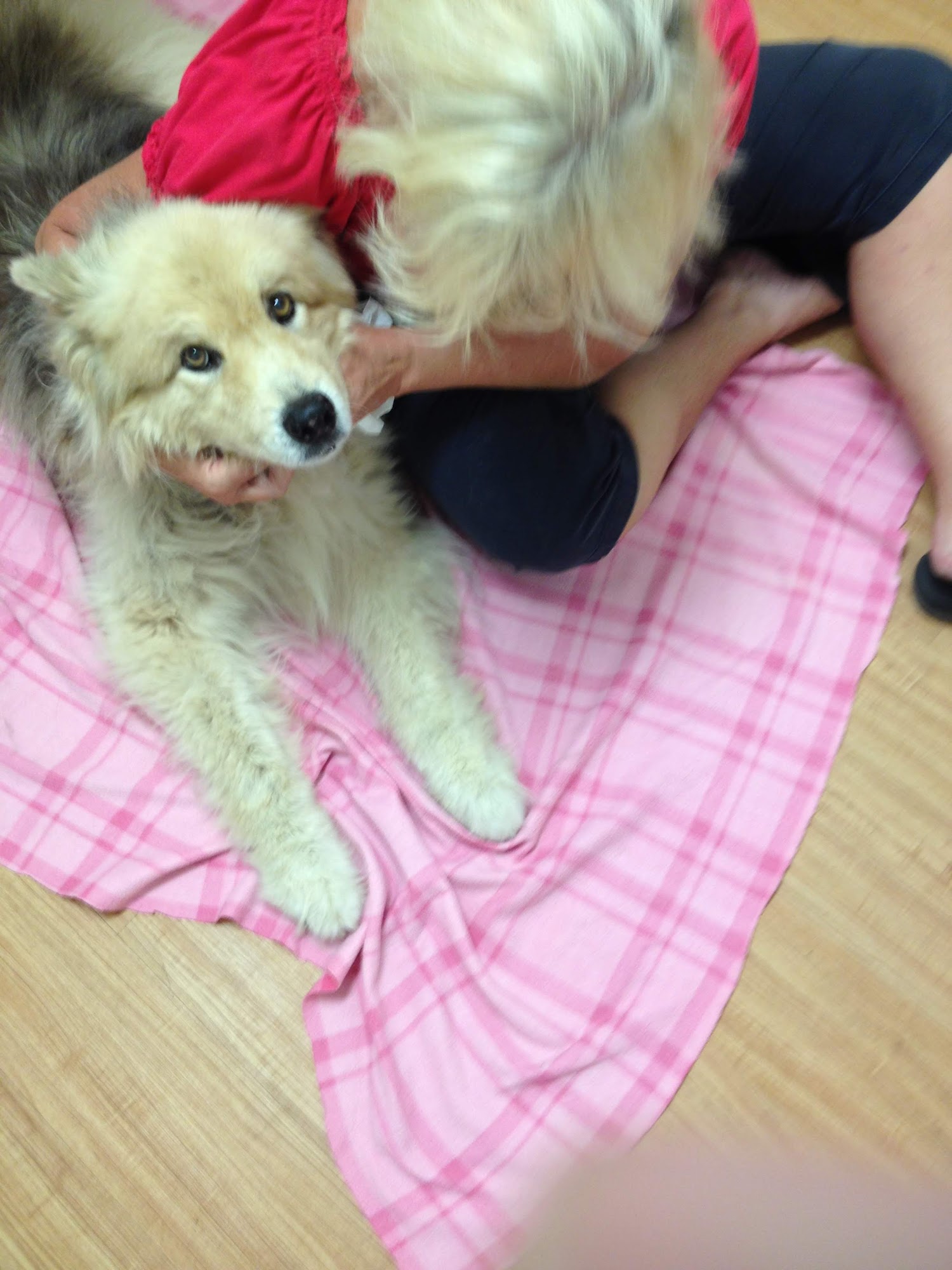 Ali‘i Veterinary Hospital Kailua-Kona