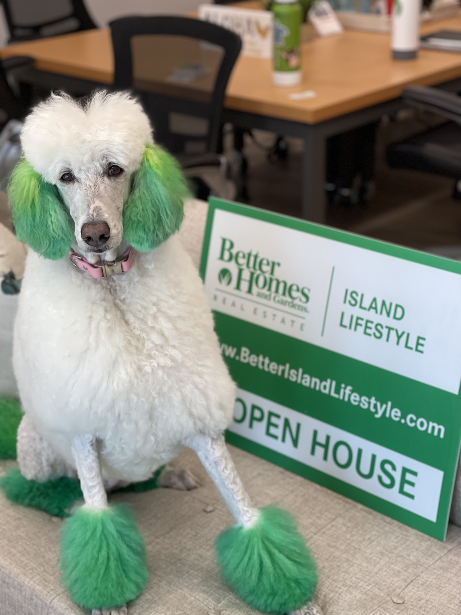 Doggy Detail Kailua-Kona