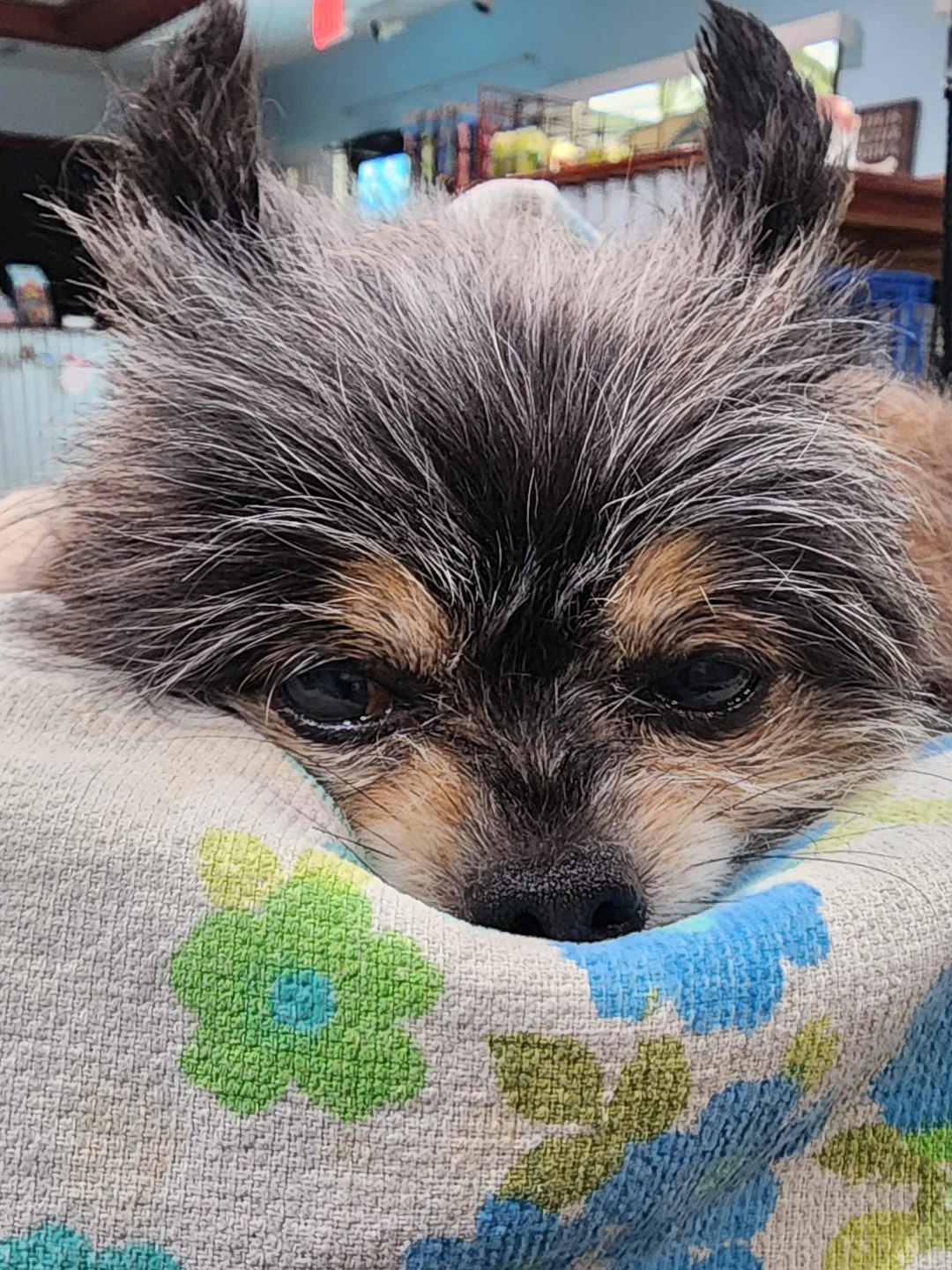 Ocean Paws Pet Grooming Salon Kailua-Kona