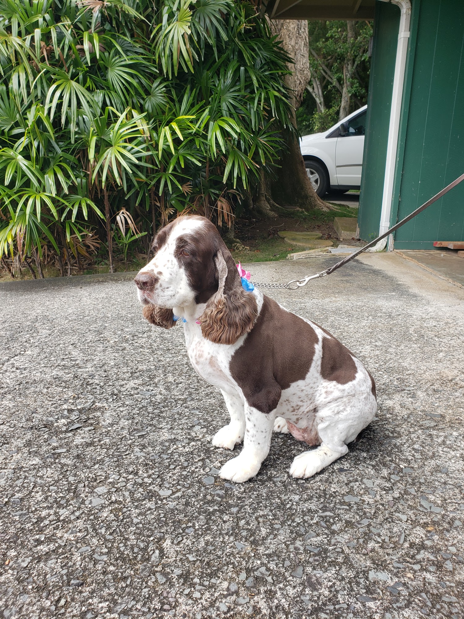 Andreas K9 Couture Kailua