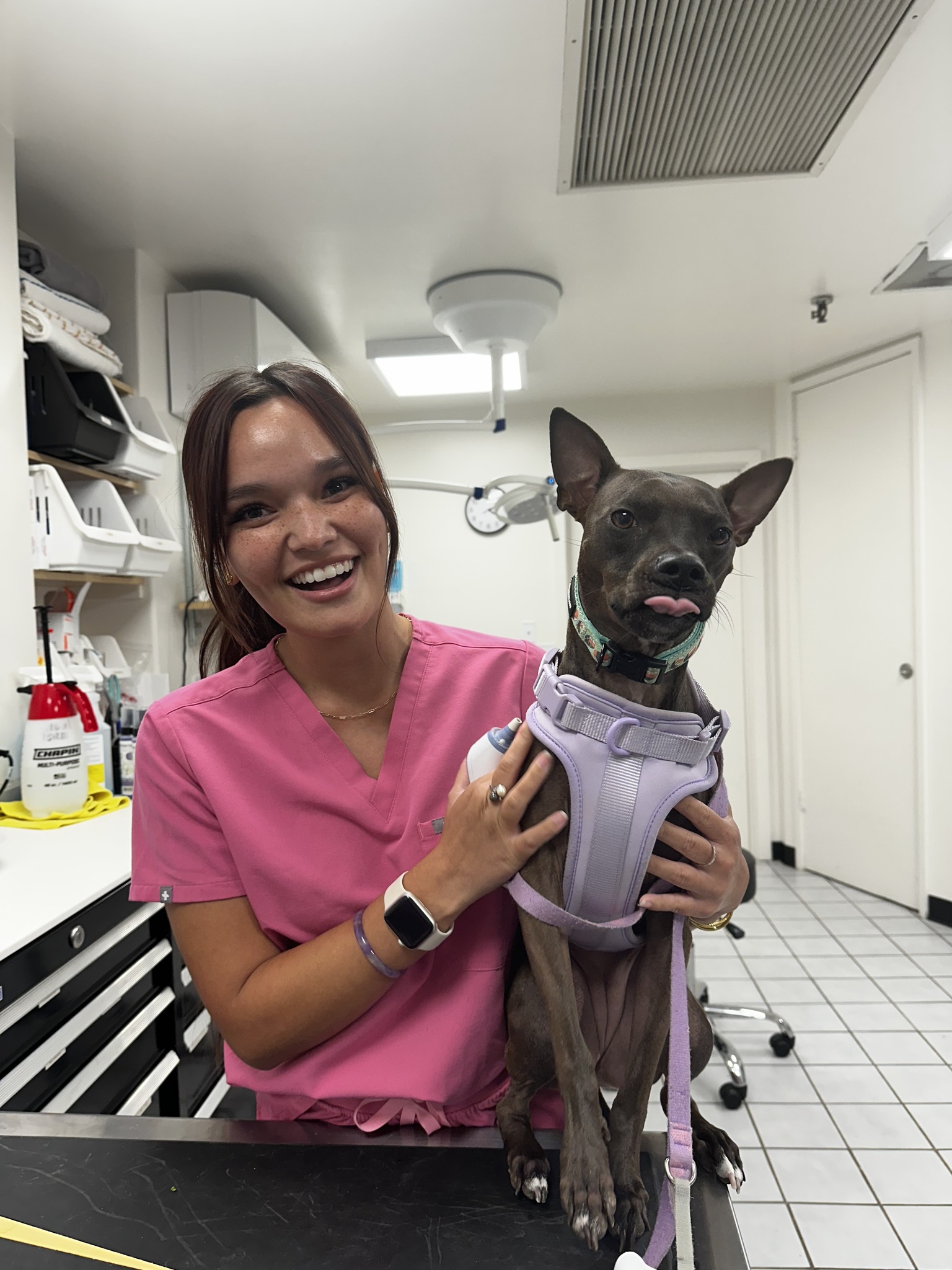 Alii Animal Kailua Clinic Kailua