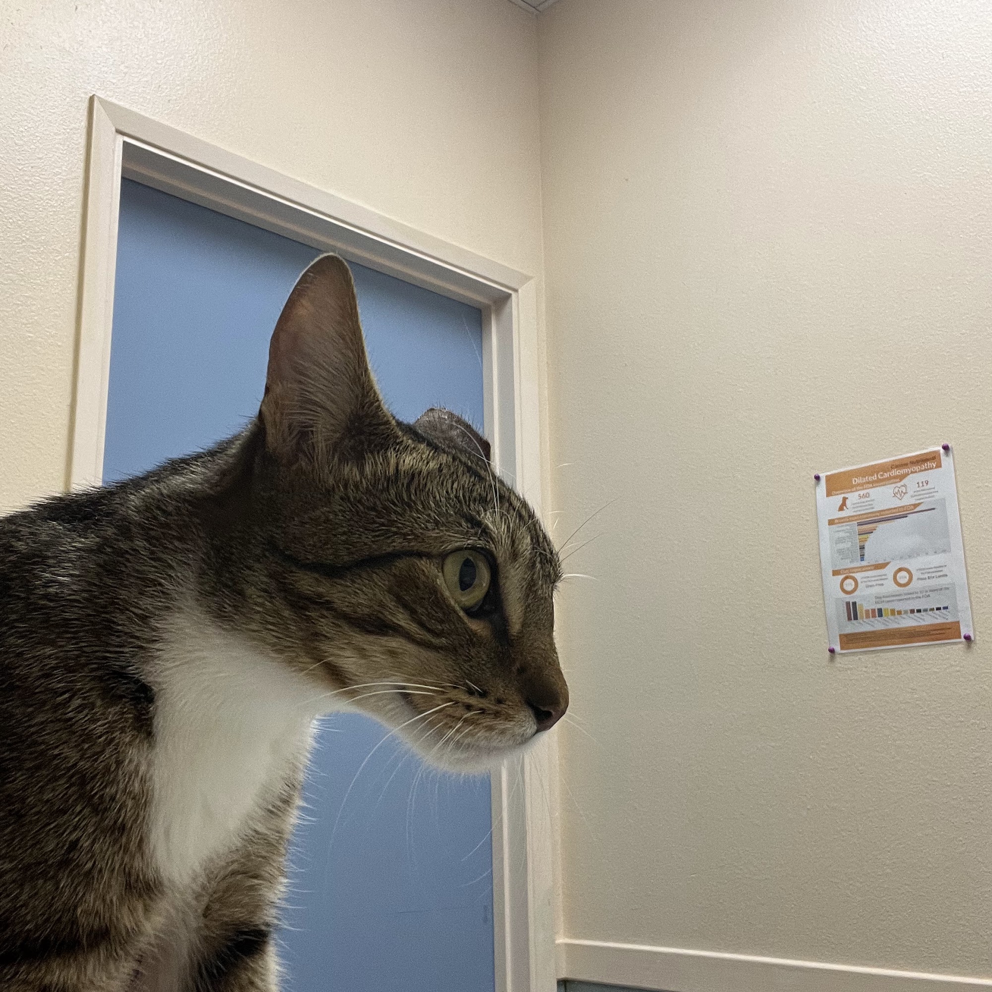 Paradise Animal Clinic Kalaheo