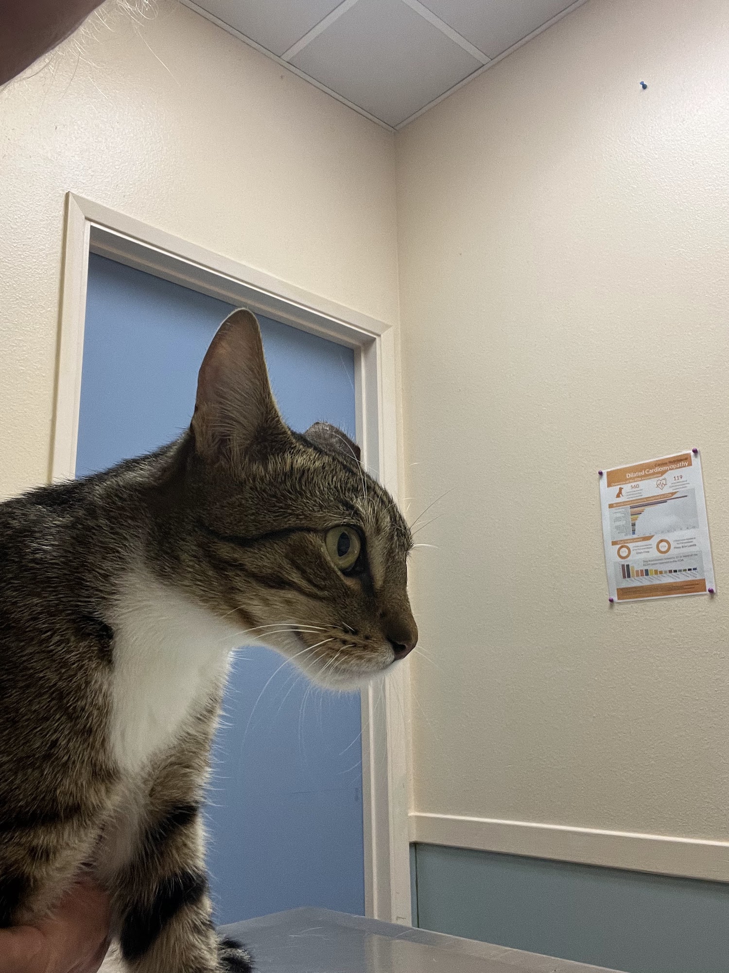 Paradise Animal Clinic Kalaheo