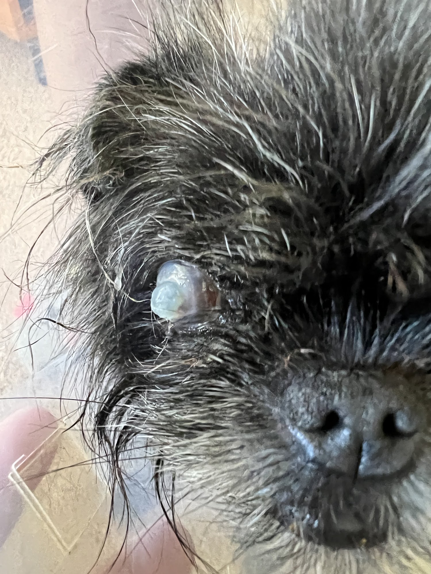 Pacific Animal Eye Care Kaneohe