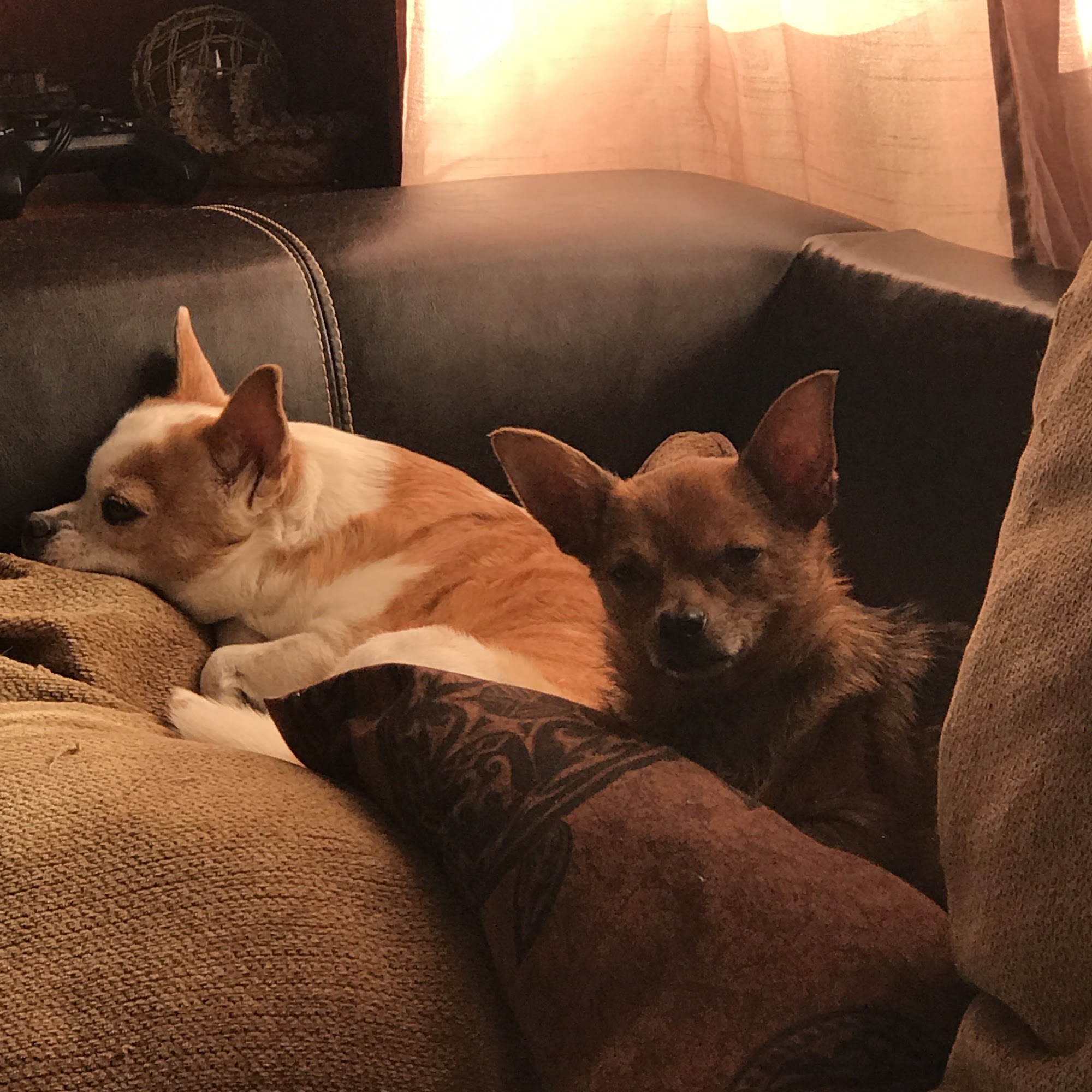 Azeka Fran DVM Kapaa