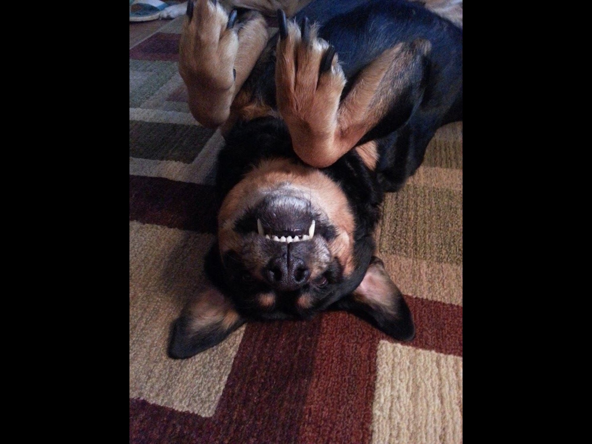 Azeka Fran DVM Kapaa