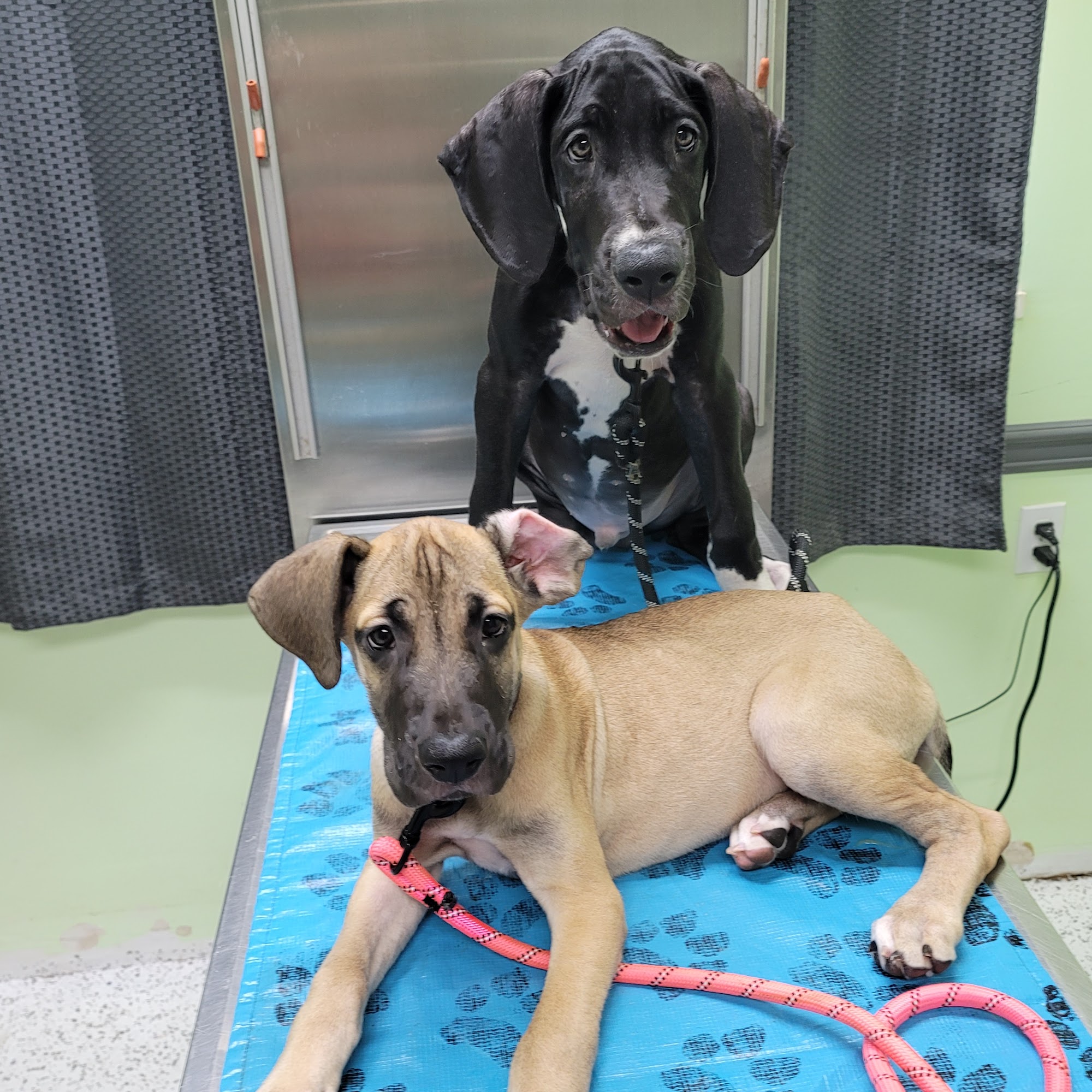 Kapaa Animal Clinic Kapaa