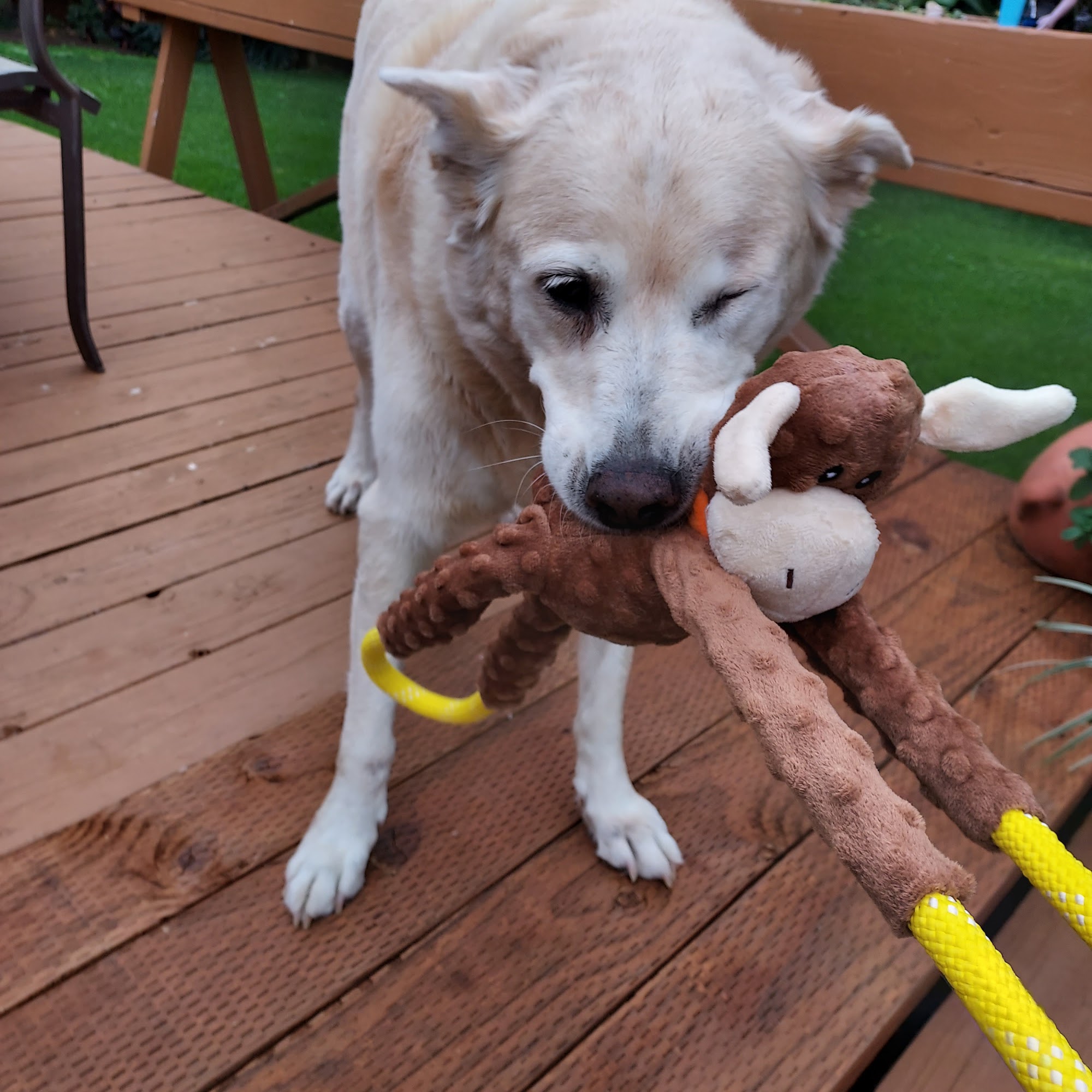 Kapaau Veterinary Center Kapaau