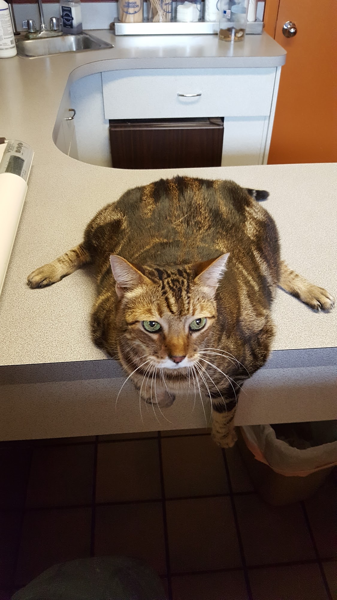 Kihei Veterinary Clinic Kihei