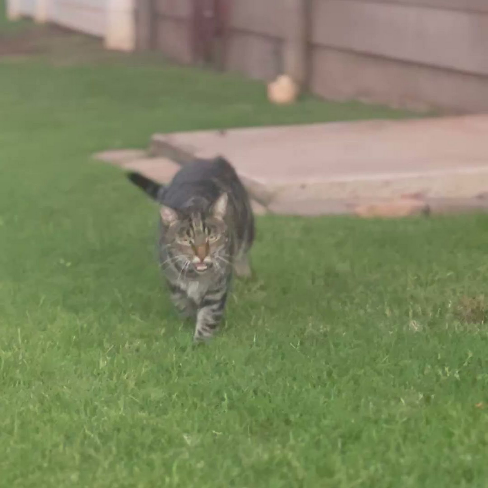 South Shore Veterinary Care Kihei