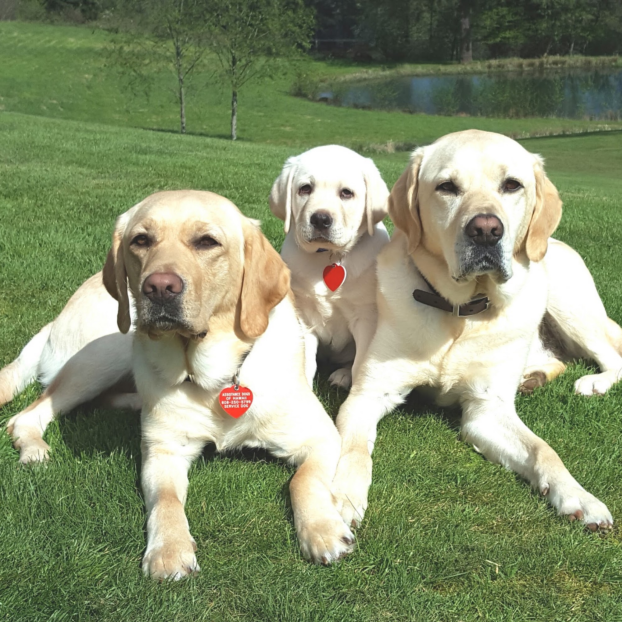 Pawsitive Results Dog Training Kihei