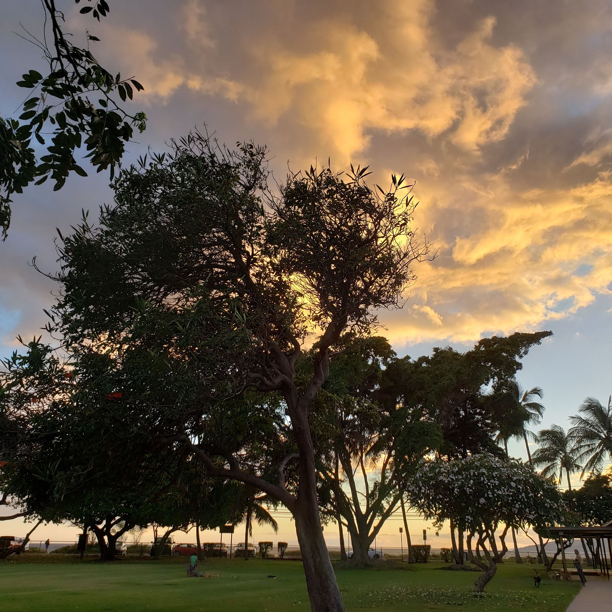 Maui Bridge Club Kihei