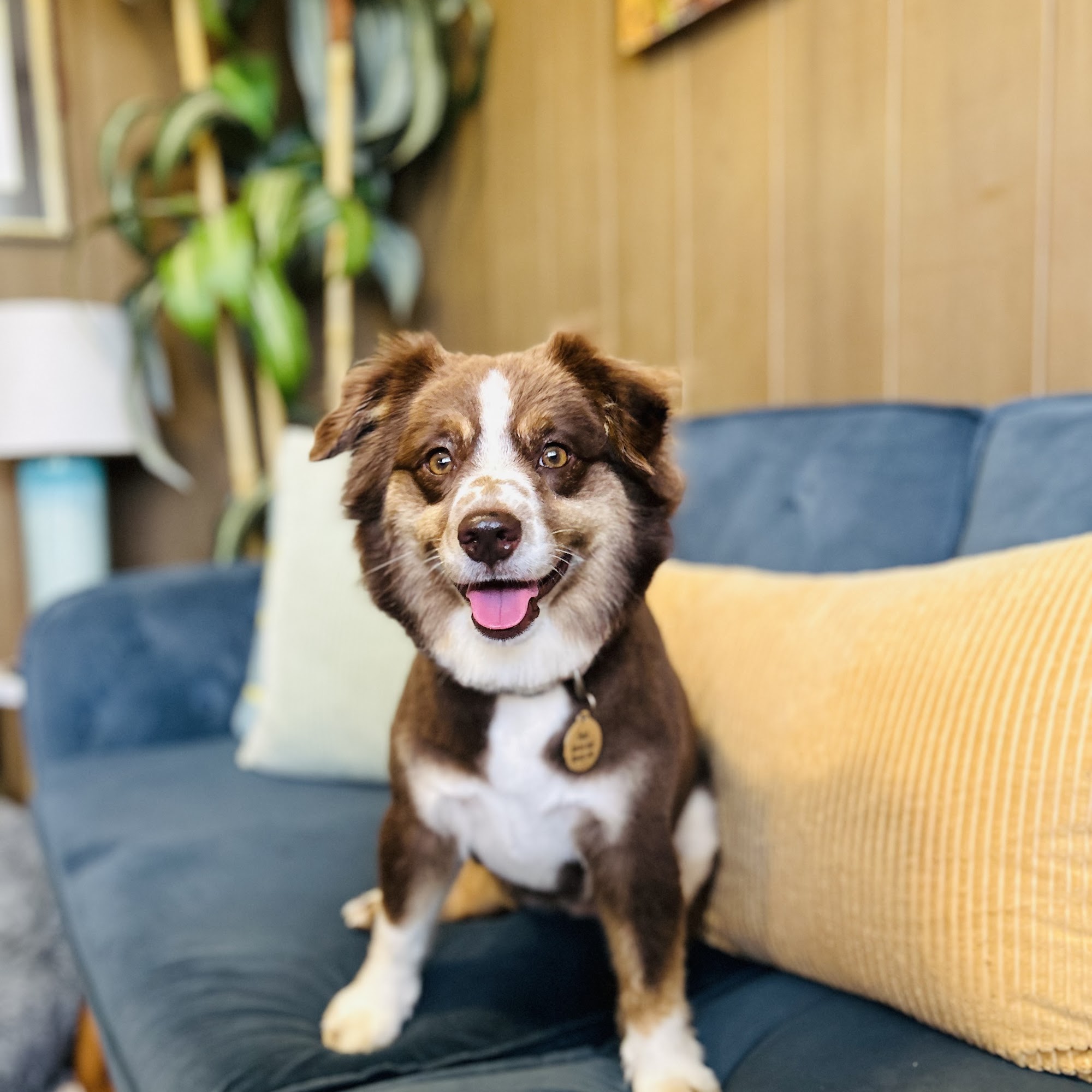 Kauai Pet Boarding & Grooming Koloa